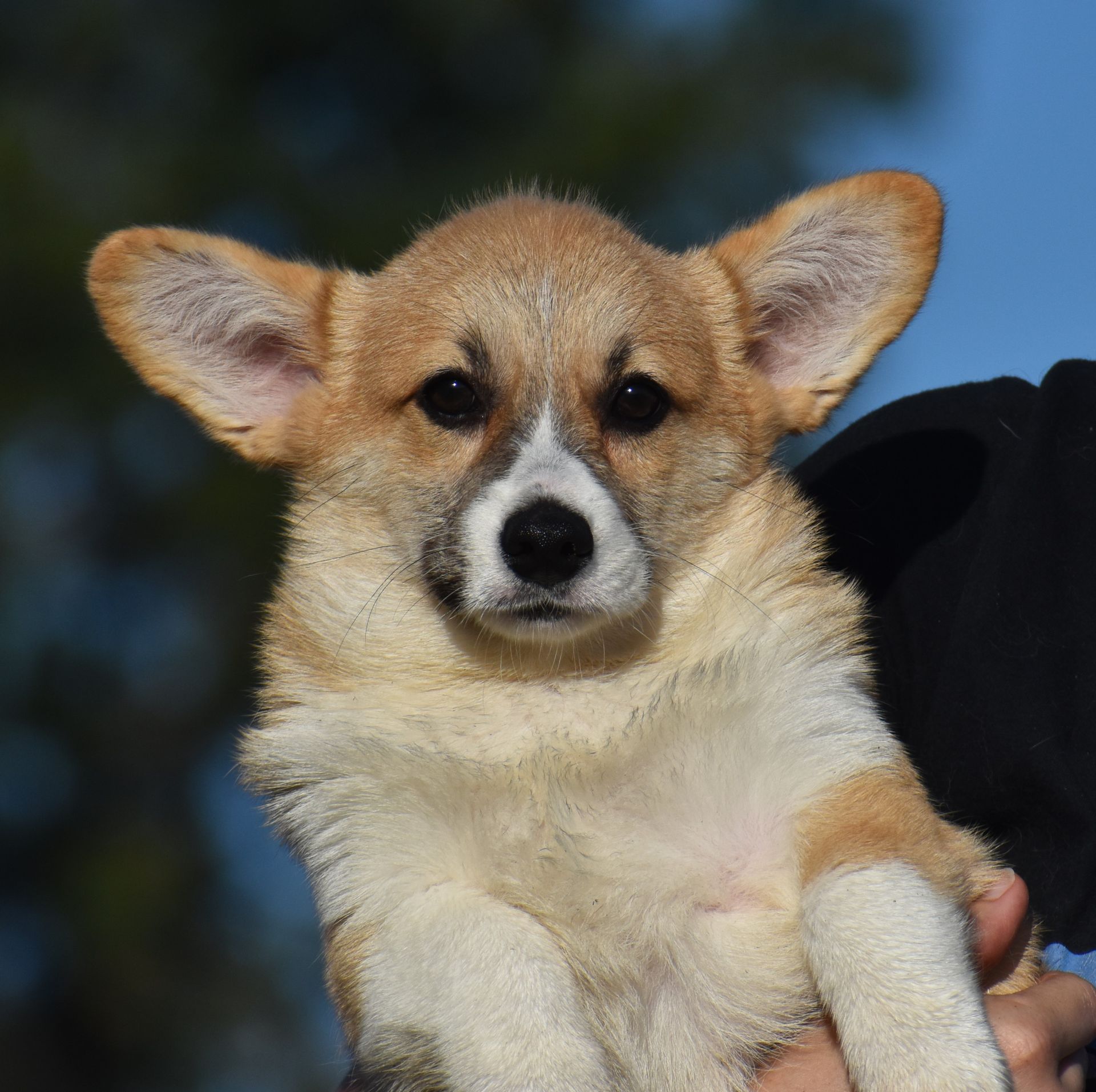 Kevin, Pembroke Welsh Corgi puppy for sale at F&M Corgis