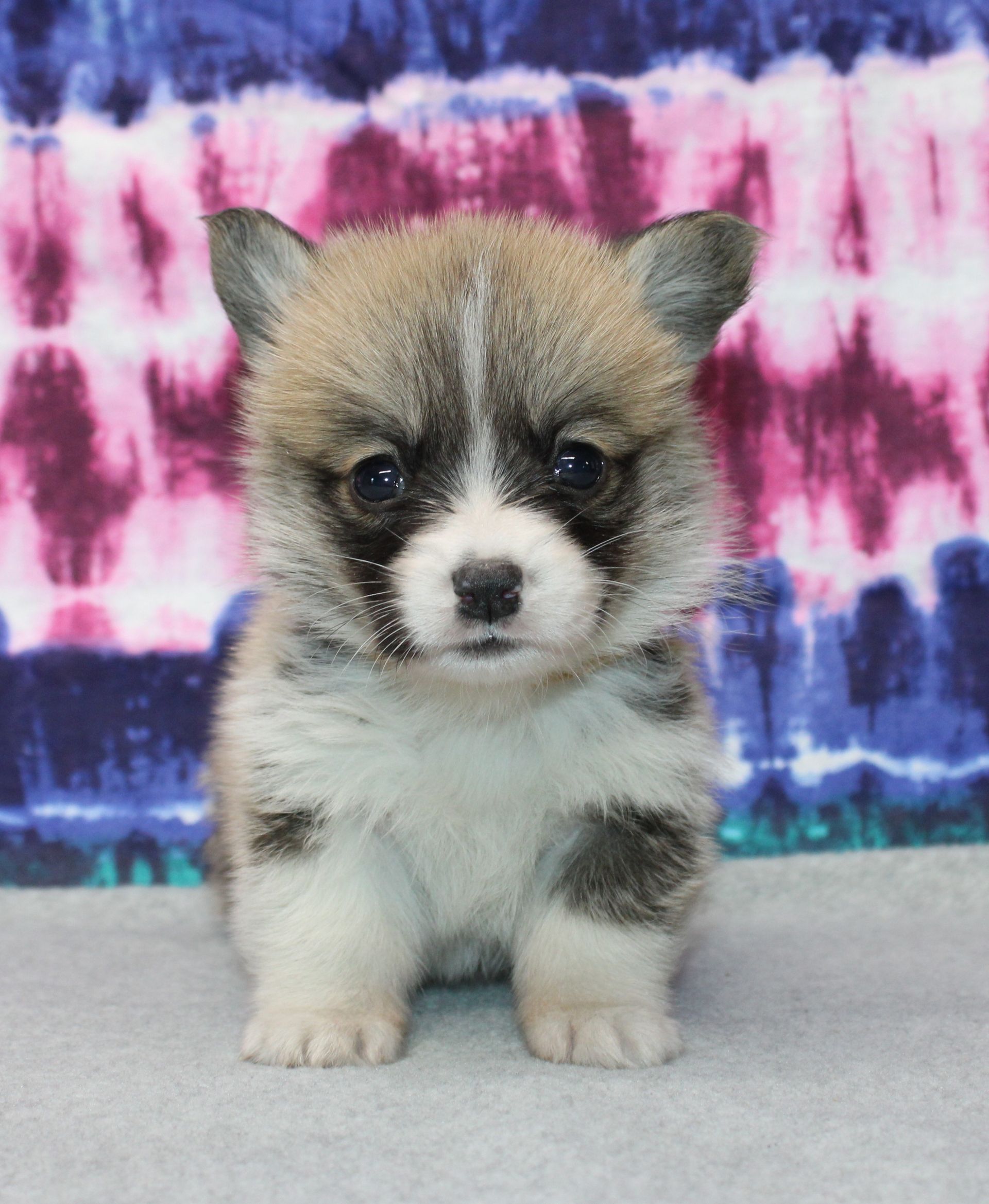 Kevin, Pembroke Welsh Corgi puppy at F&M Corgis, photo 19