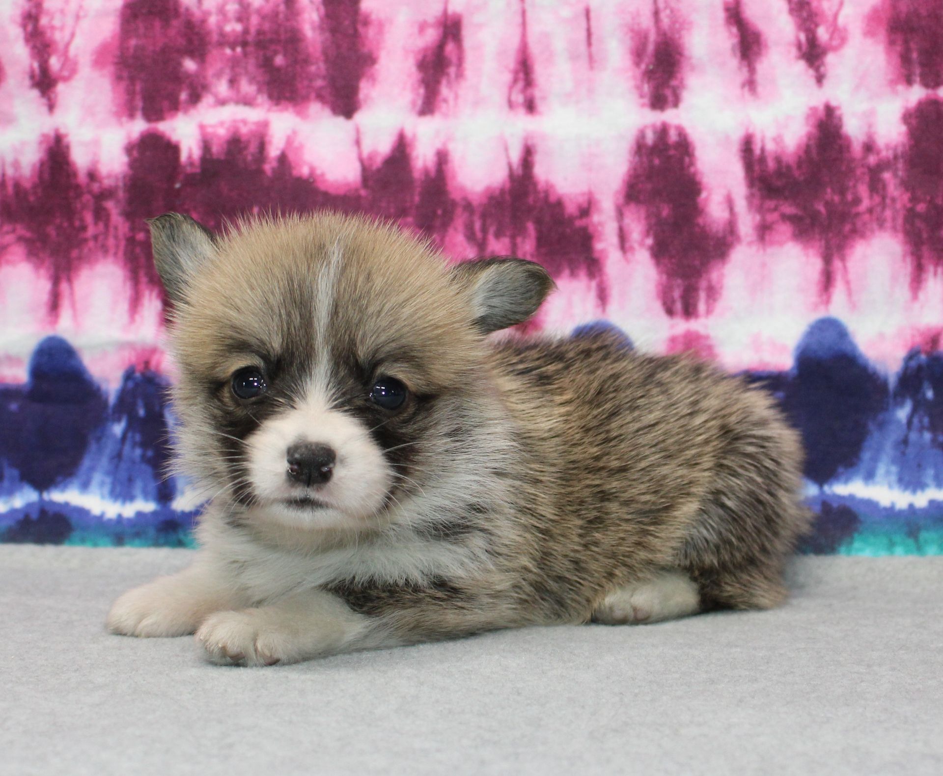 Kevin, Pembroke Welsh Corgi puppy at F&M Corgis, photo 20