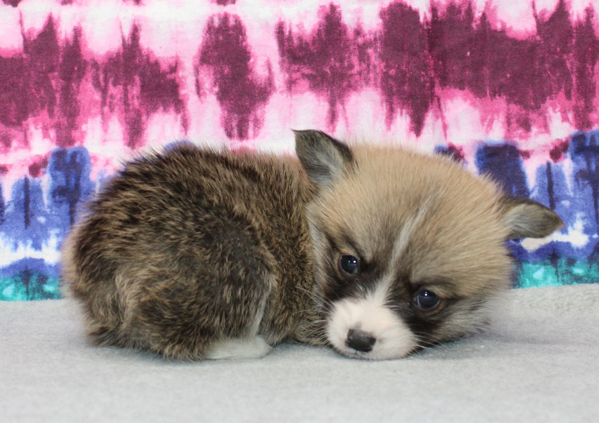 Kevin, Pembroke Welsh Corgi puppy at F&M Corgis, photo 21