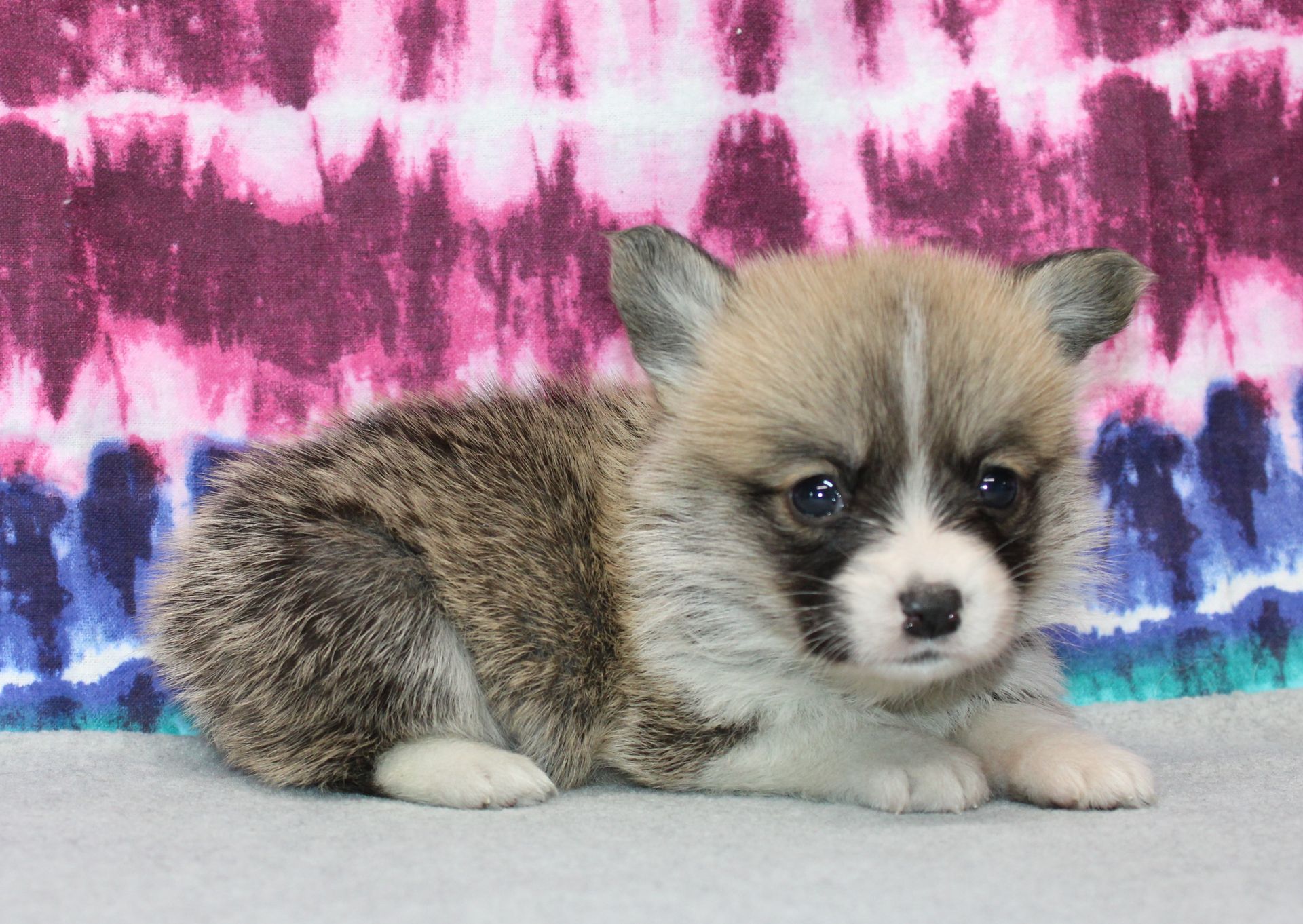 Kevin, Pembroke Welsh Corgi puppy at F&M Corgis, photo 22