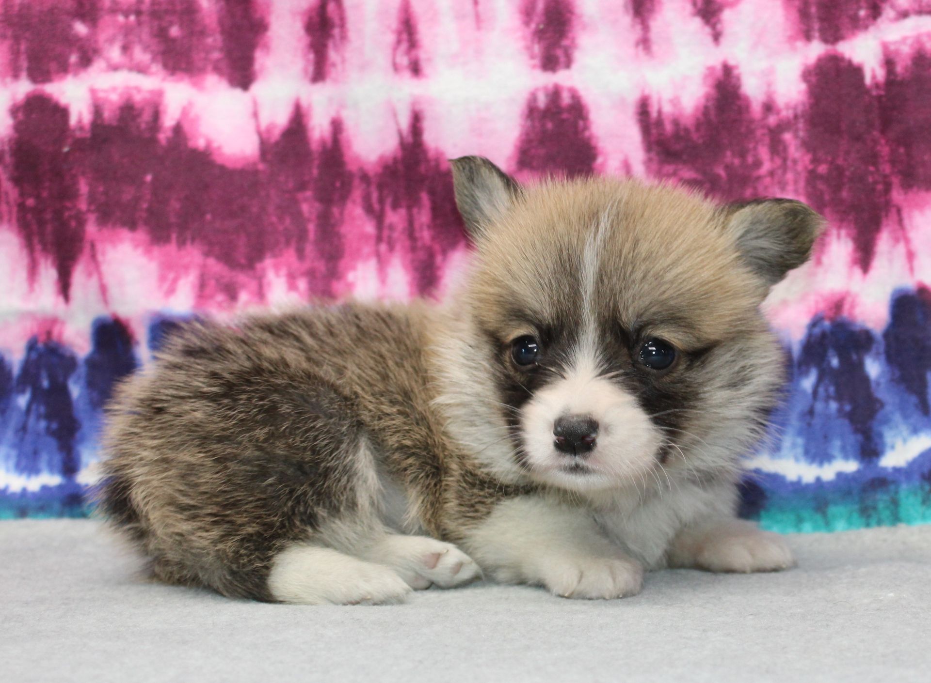 Kevin, Pembroke Welsh Corgi puppy at F&M Corgis, photo 23