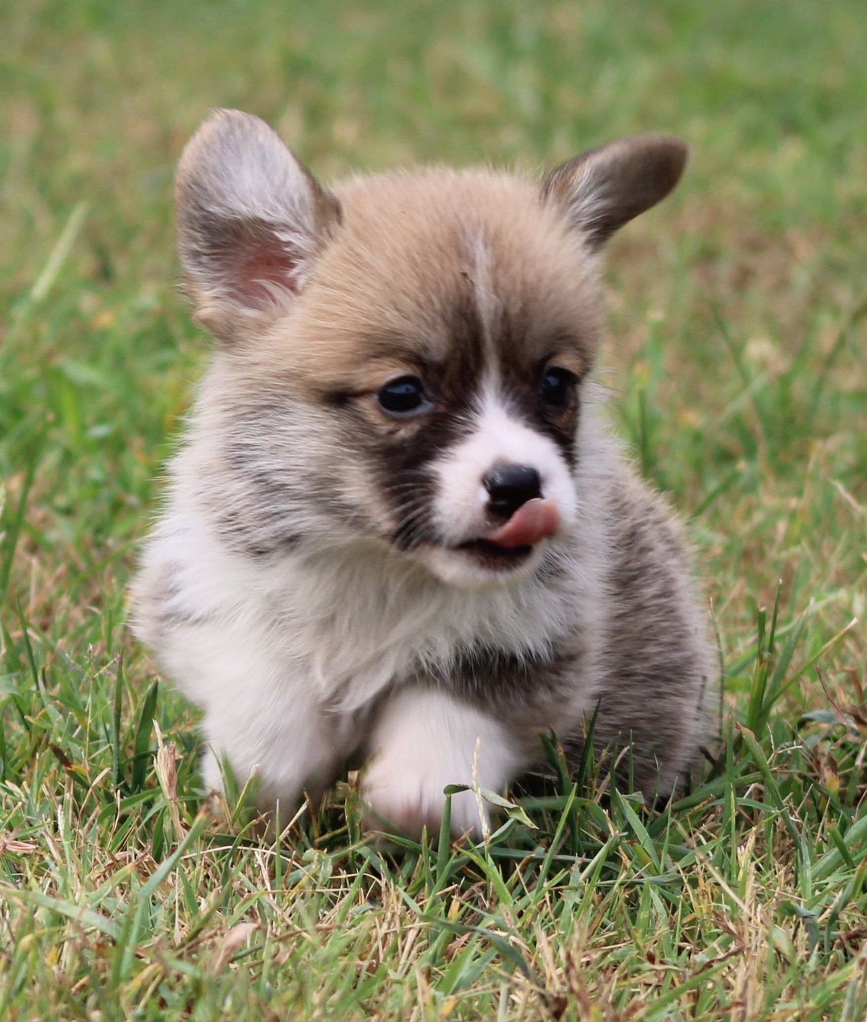 Kevin, Pembroke Welsh Corgi puppy at F&M Corgis, photo 18