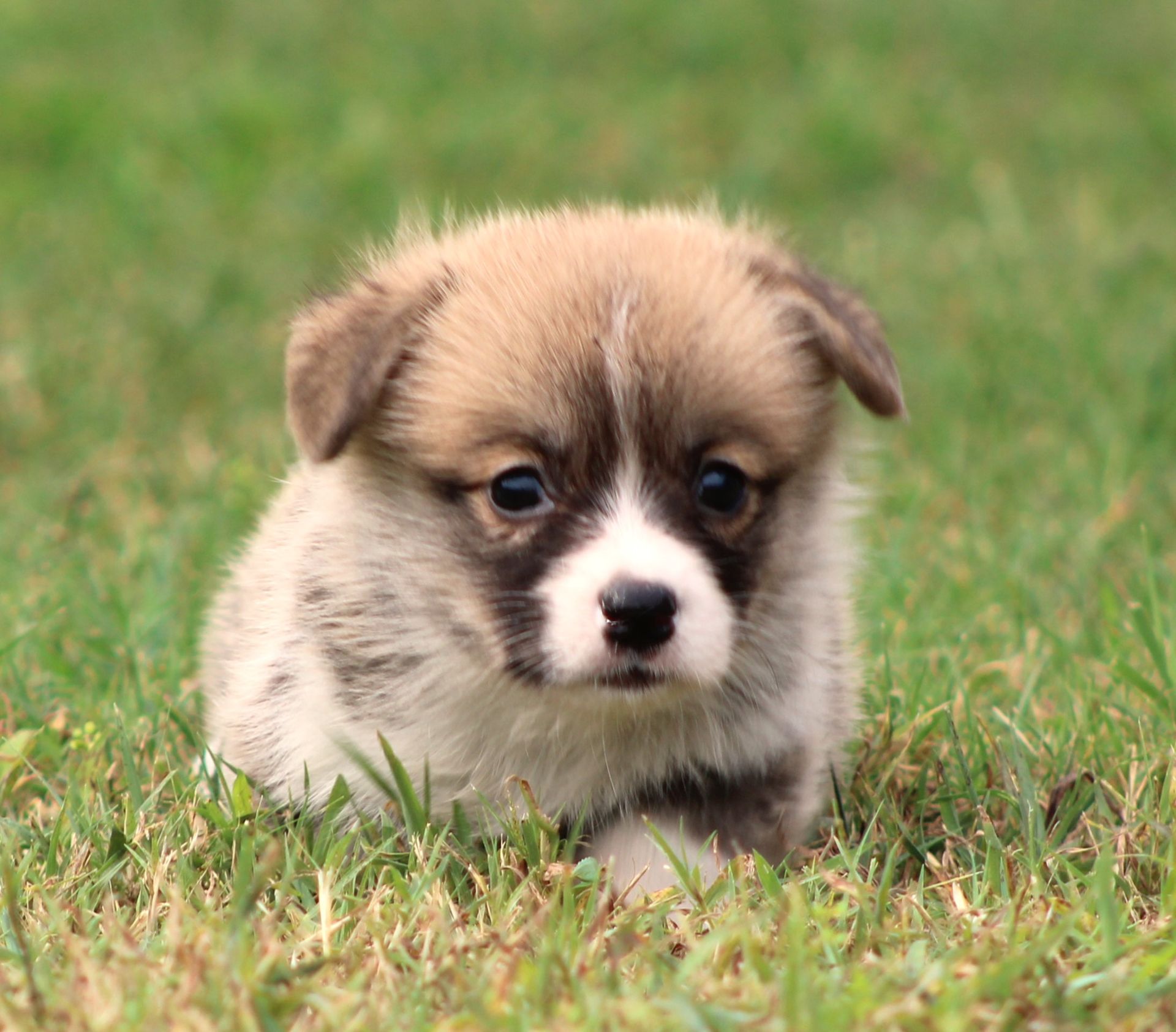 Kevin, Pembroke Welsh Corgi puppy at F&M Corgis, photo 17