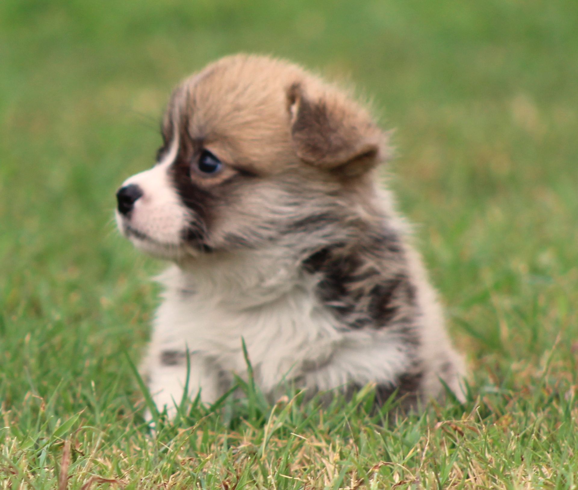 Kevin, Pembroke Welsh Corgi puppy at F&M Corgis, photo 16