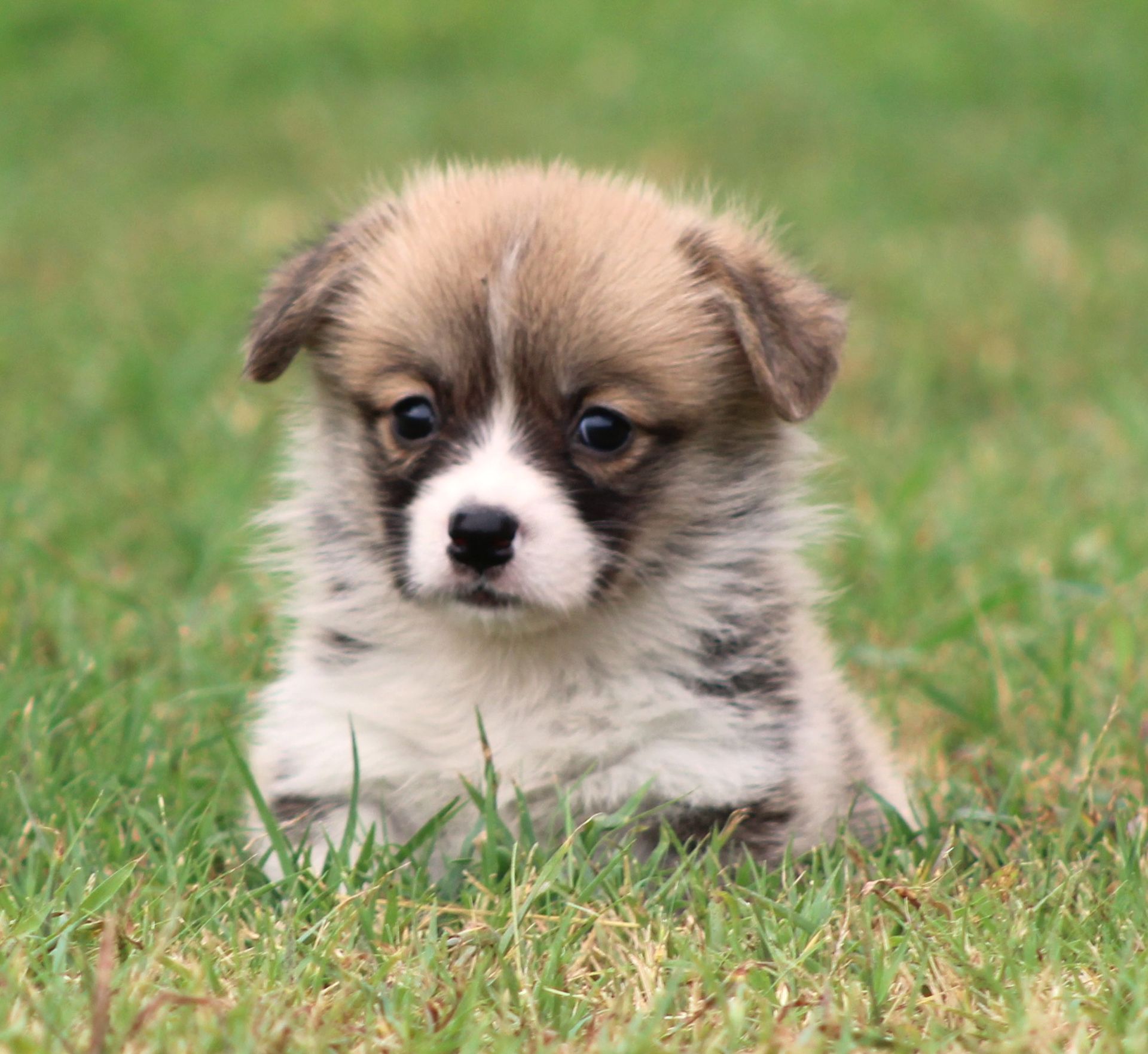 Kevin, Pembroke Welsh Corgi puppy at F&M Corgis, photo 15