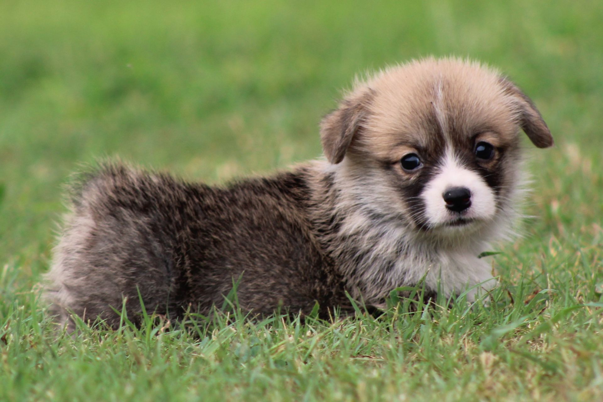 Kevin, Pembroke Welsh Corgi puppy at F&M Corgis, photo 14