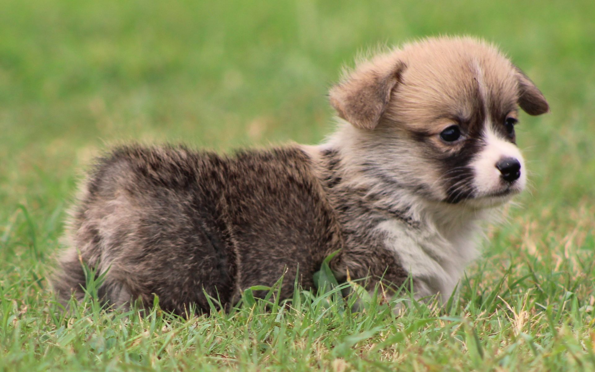 Kevin, Pembroke Welsh Corgi puppy at F&M Corgis, photo 13
