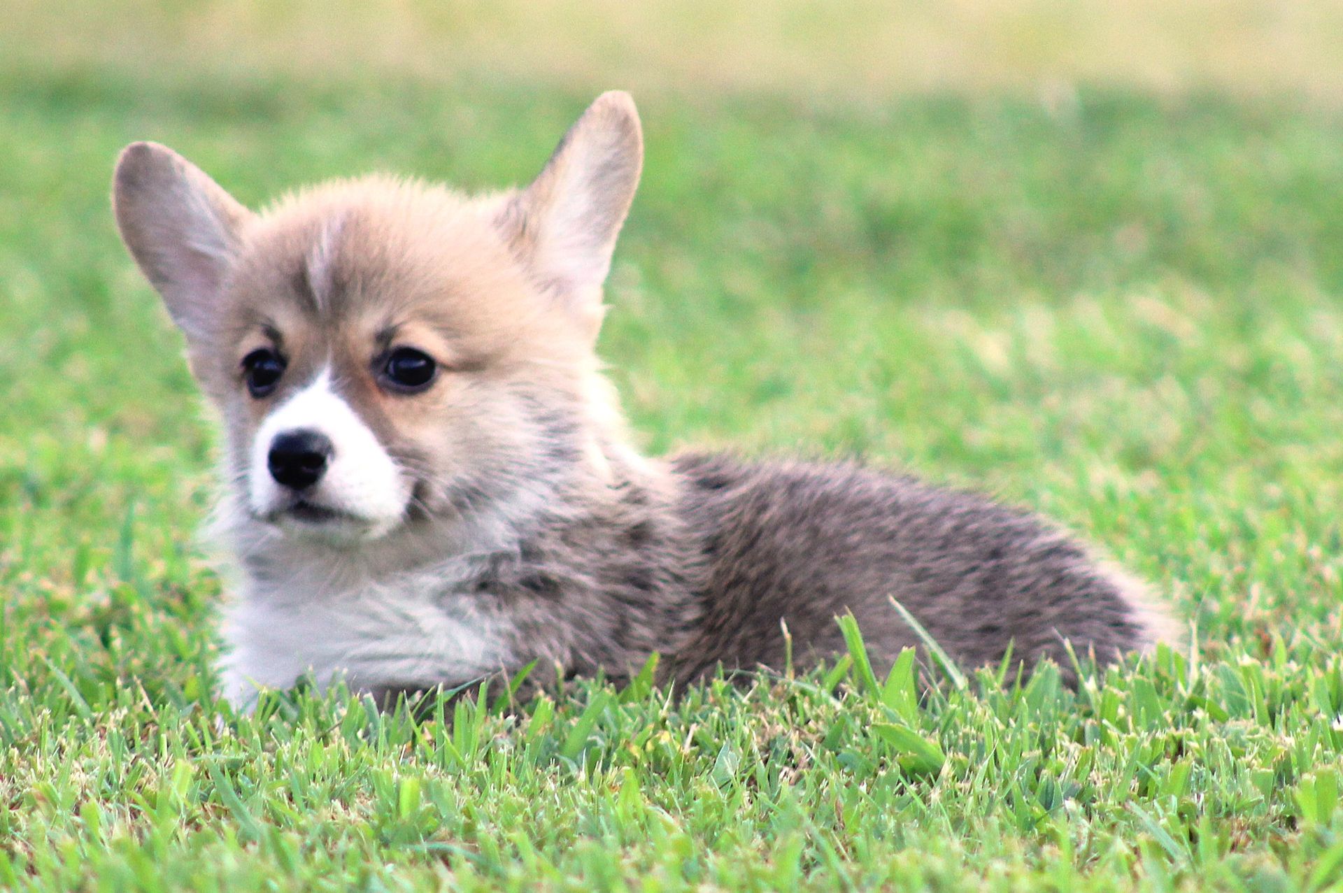 Kevin, Pembroke Welsh Corgi puppy at F&M Corgis, photo 12