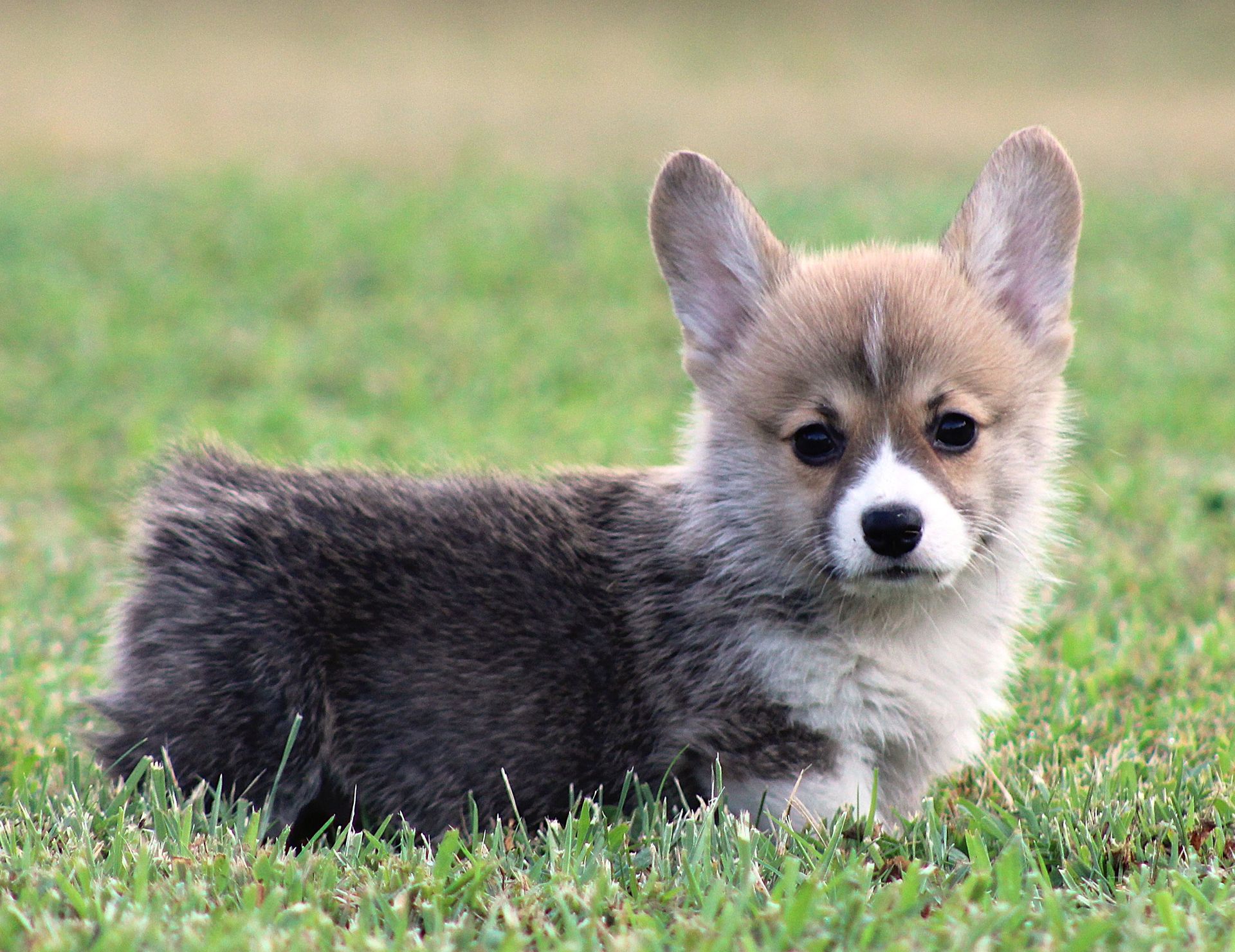 Kevin, Pembroke Welsh Corgi puppy at F&M Corgis, photo 11
