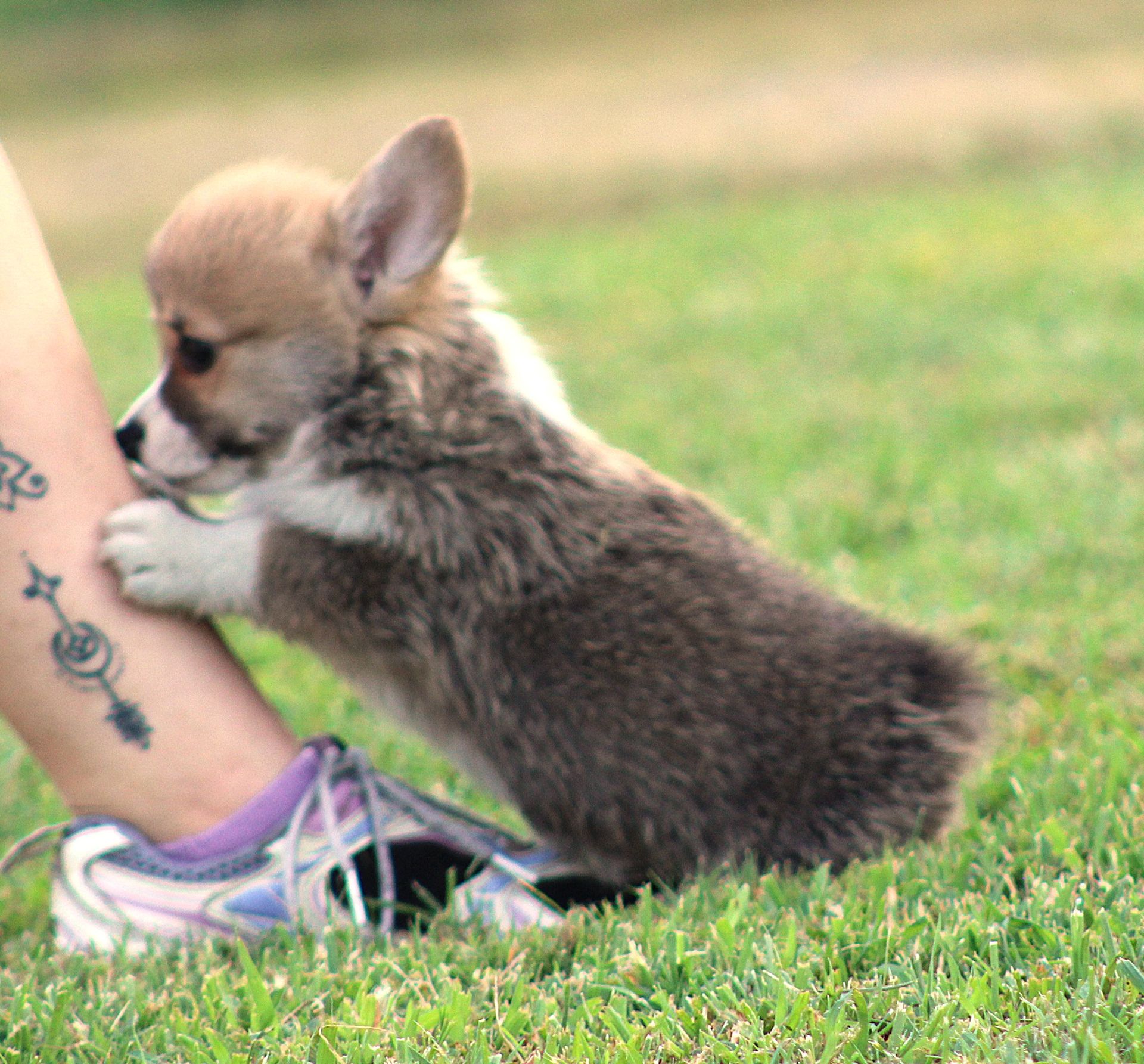 Kevin, Pembroke Welsh Corgi puppy at F&M Corgis, photo 10