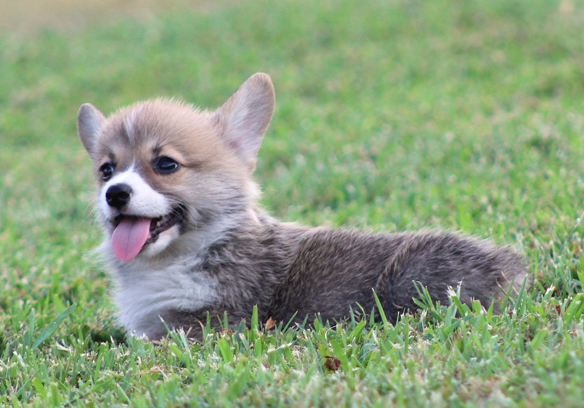 Kevin, Pembroke Welsh Corgi puppy at F&M Corgis, photo 9