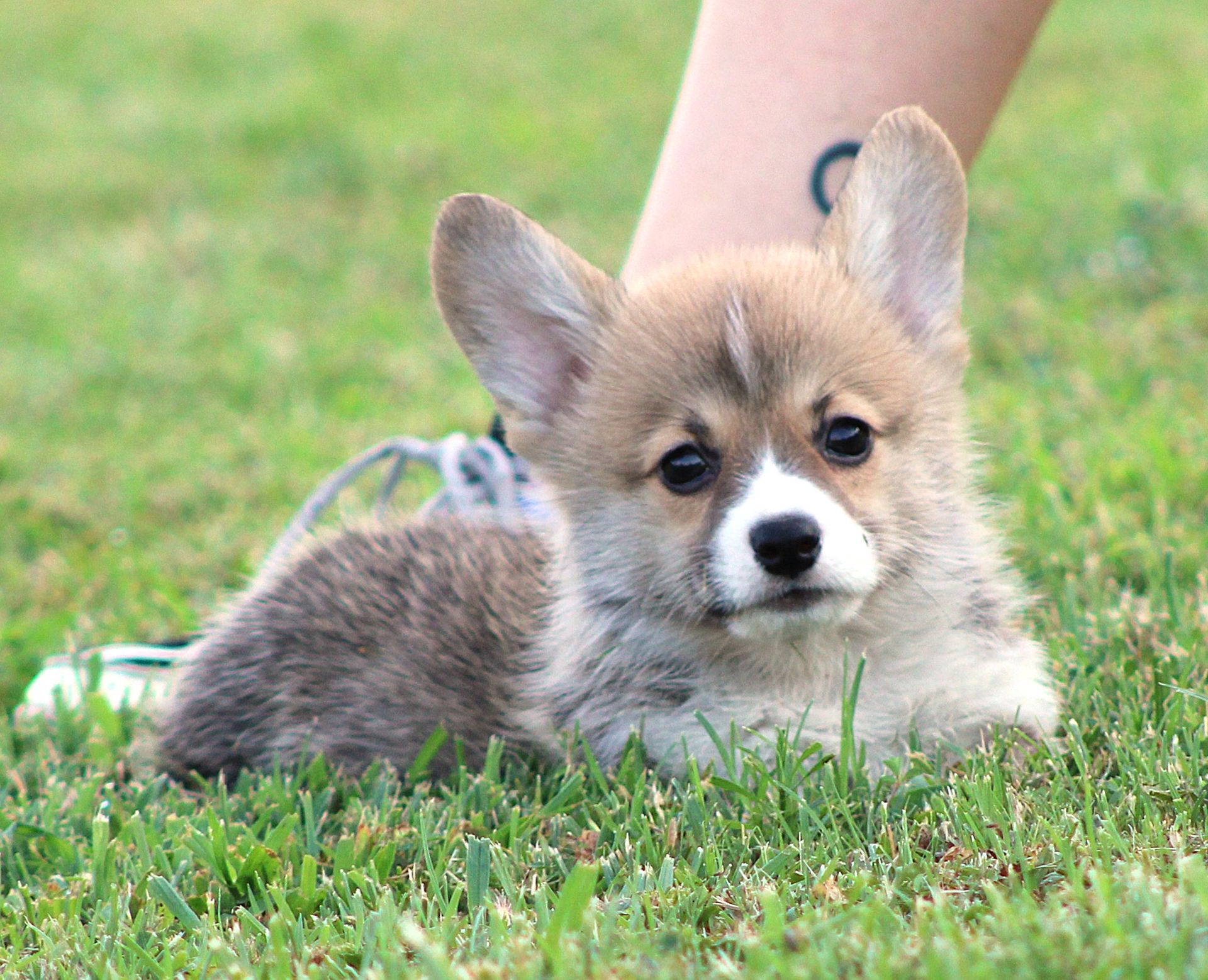 Kevin, Pembroke Welsh Corgi puppy at F&M Corgis, photo 8