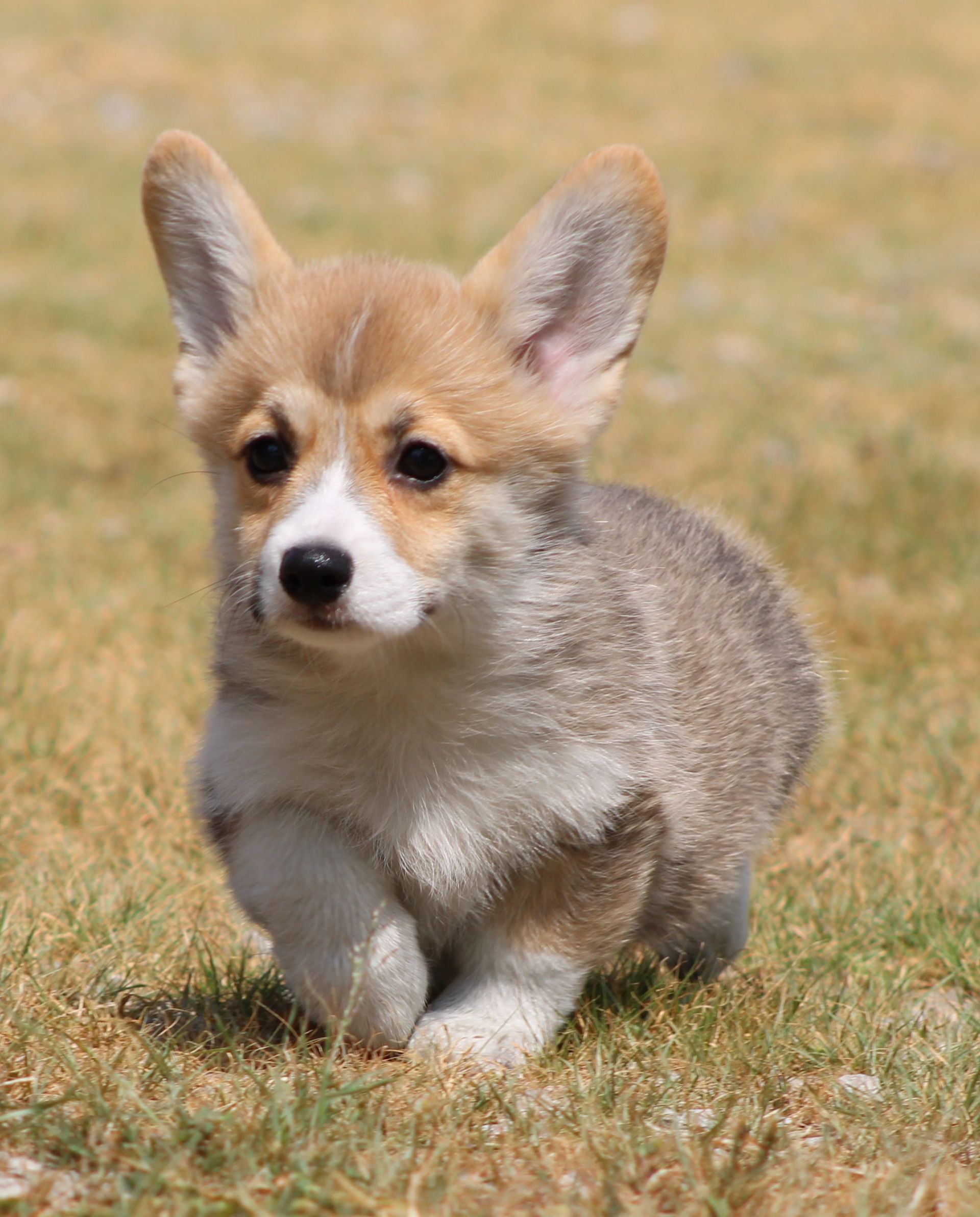 Kevin, Pembroke Welsh Corgi puppy at F&M Corgis, photo 7