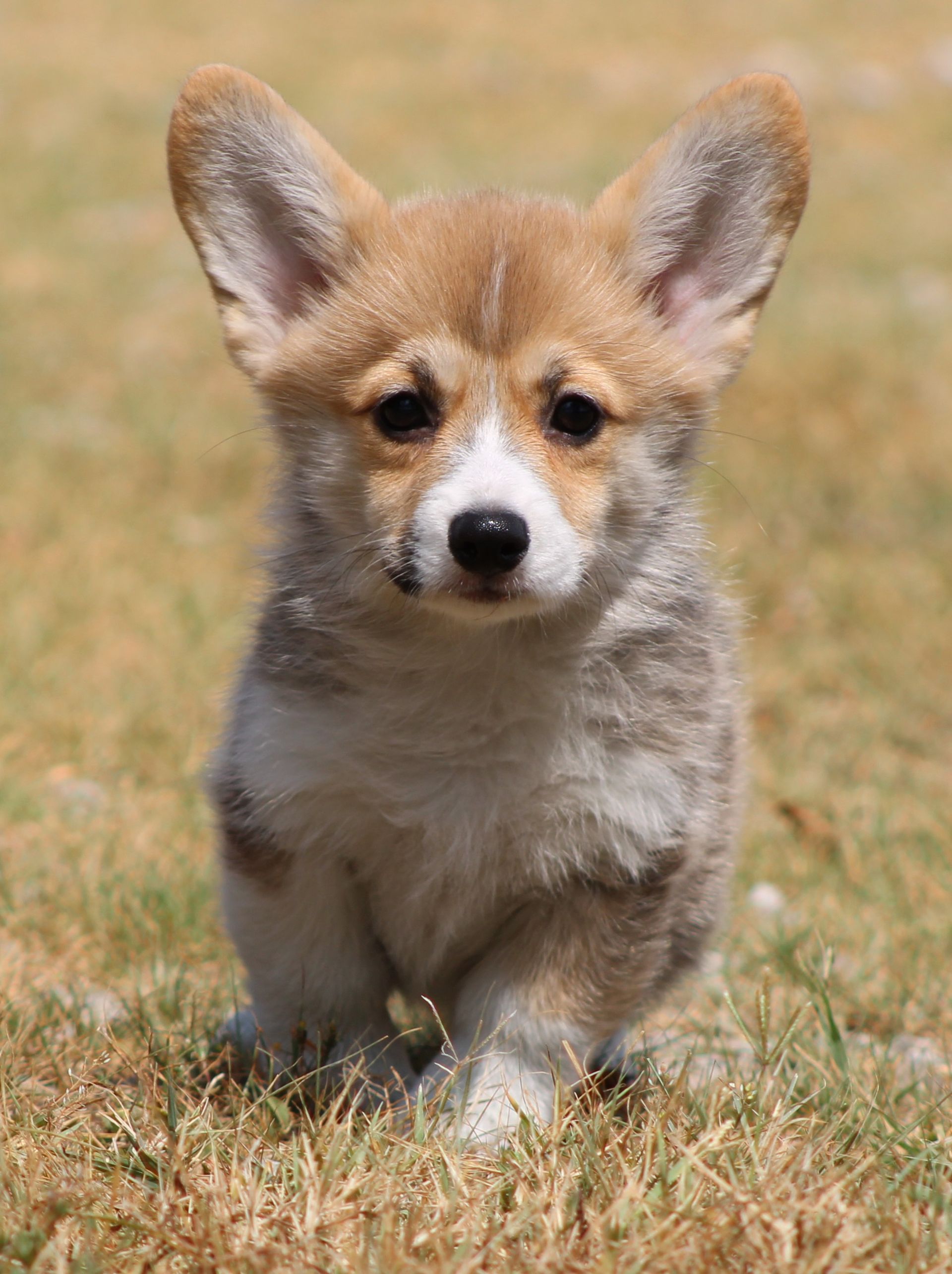 Kevin, Pembroke Welsh Corgi puppy at F&M Corgis, photo 6