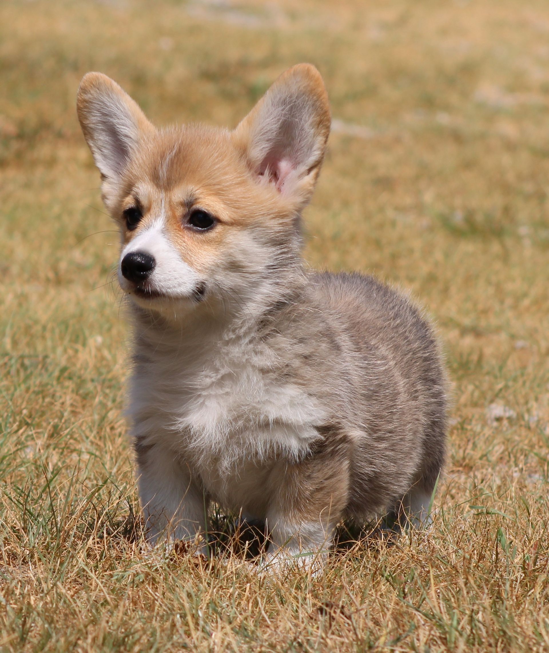 Kevin, Pembroke Welsh Corgi puppy at F&M Corgis, photo 5