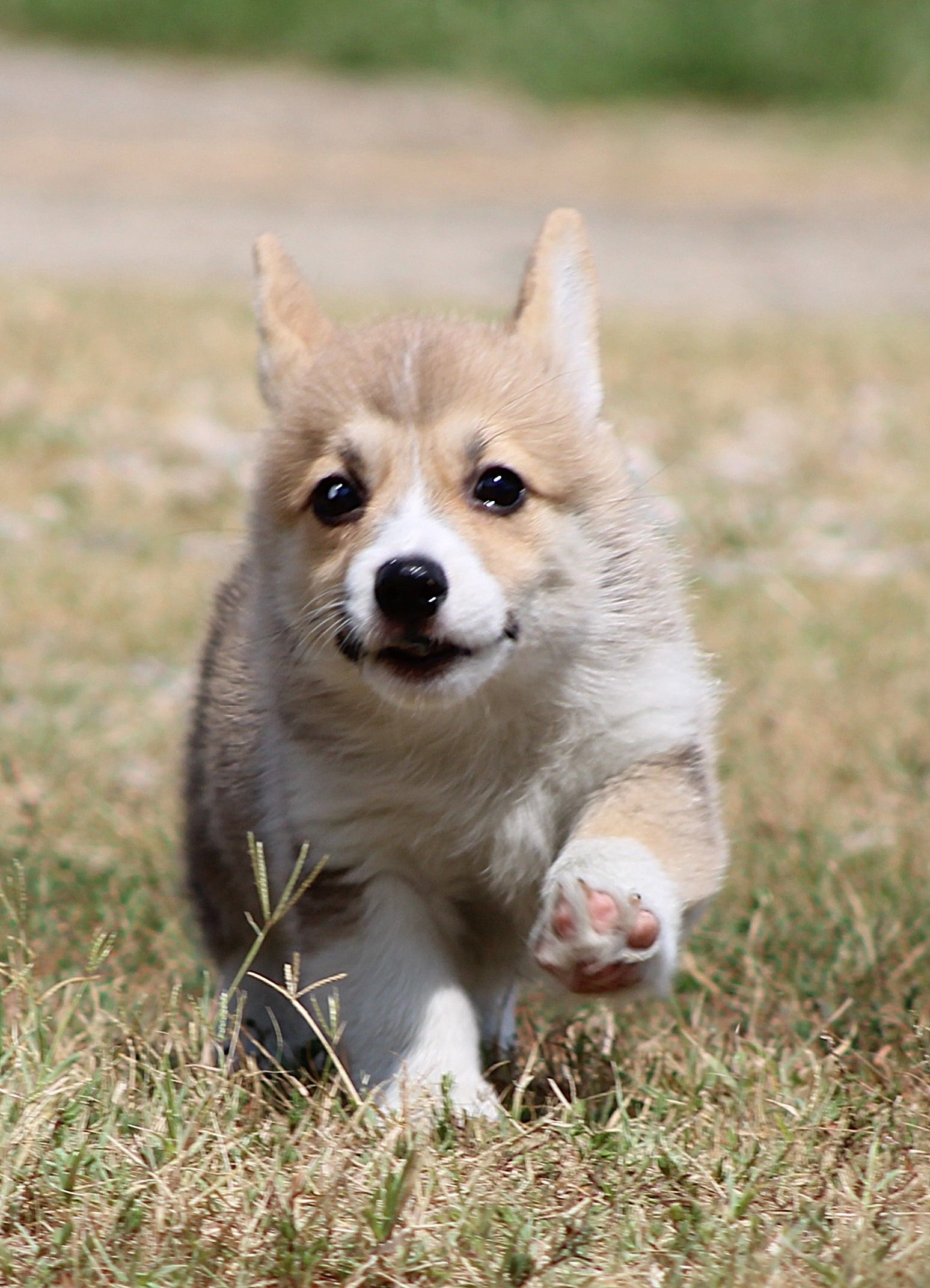 Kevin, Pembroke Welsh Corgi puppy at F&M Corgis, photo 4