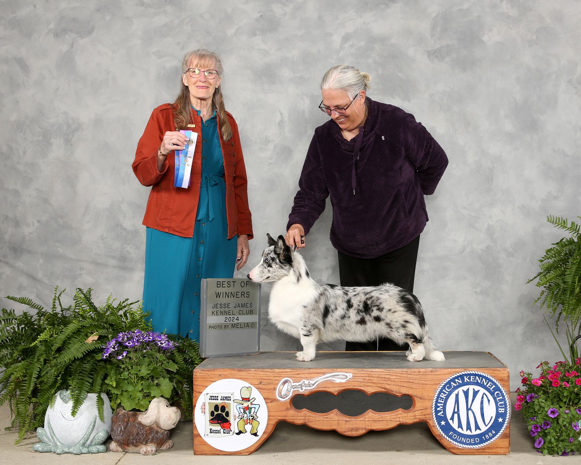 Stitch, Cardigan Welsh Corgi sire at F&M Corgis