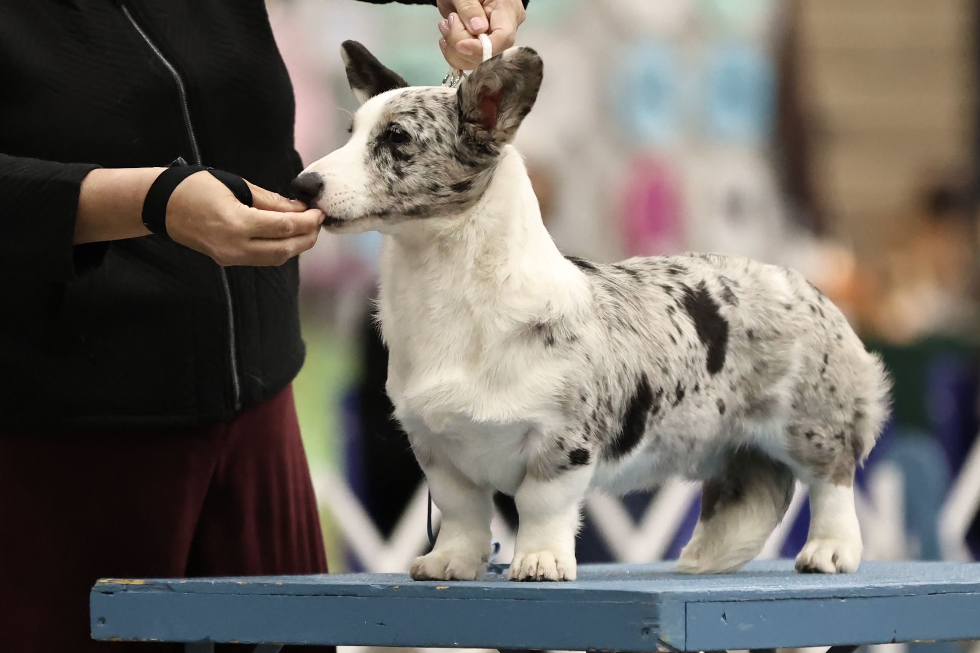 Ribbon, Cardigan Welsh Corgi dam at F&M Corgis