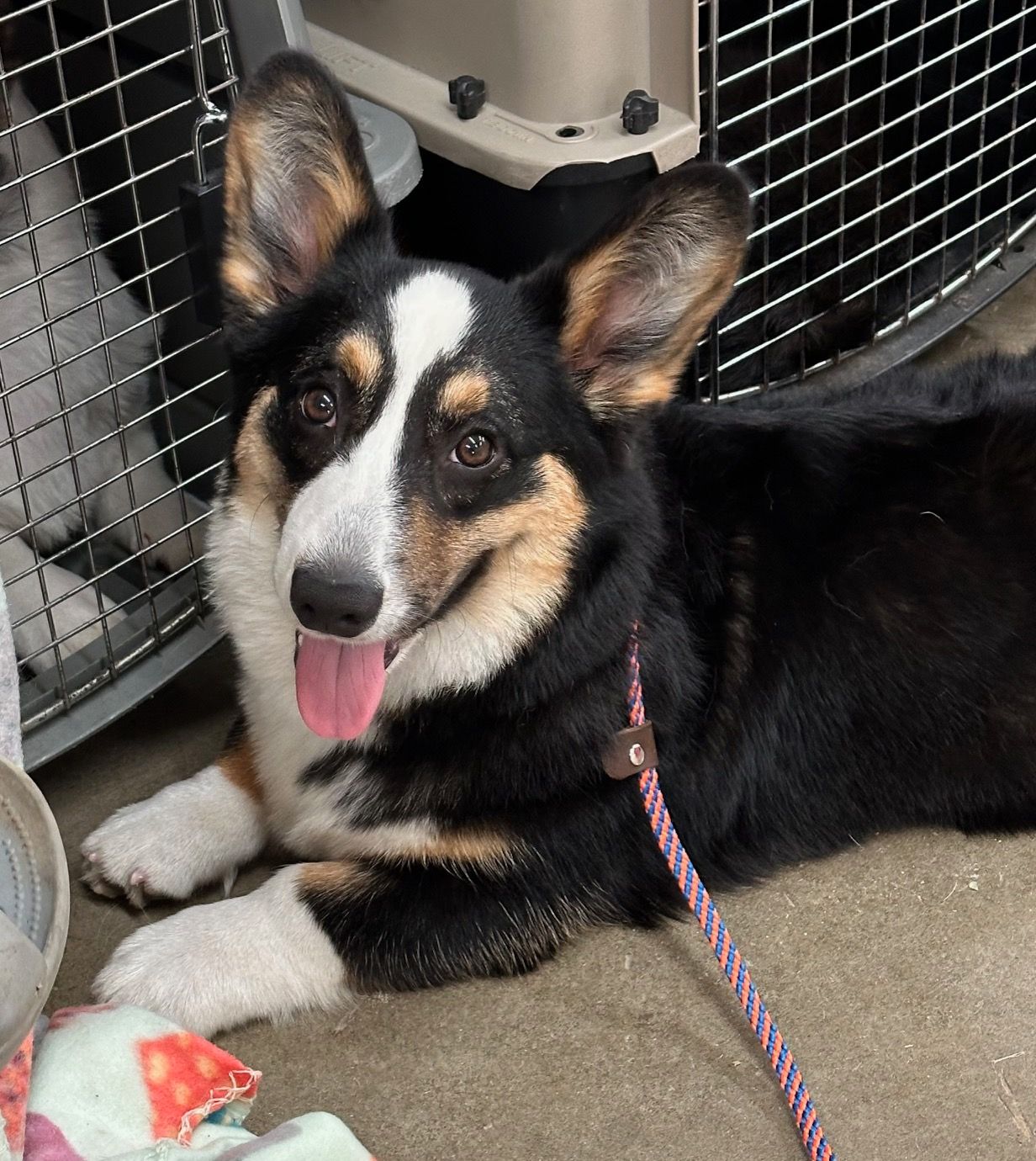 Spider, Cardigan Welsh Corgi dam at F&M Corgis