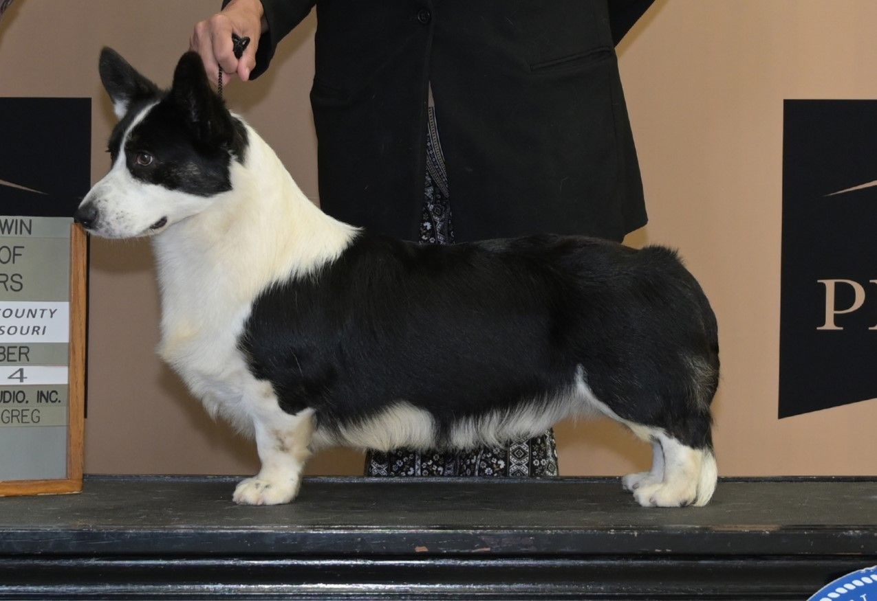 Coedwig's One Hot Firecracker, Cardigan Welsh Corgi sire at F&M Corgis