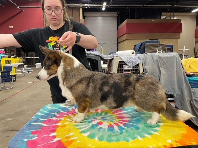 Daisy, Cardigan Welsh Corgi dam at F&M Corgis