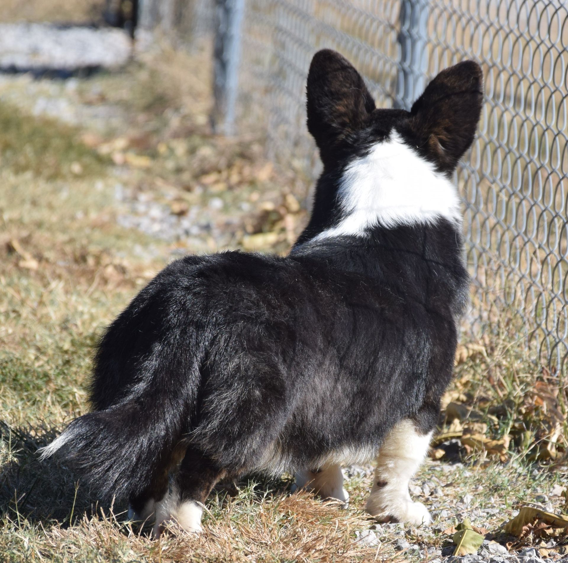 Abby, Cardigan Welsh Corgi dam at F&M Corgis, photo 5