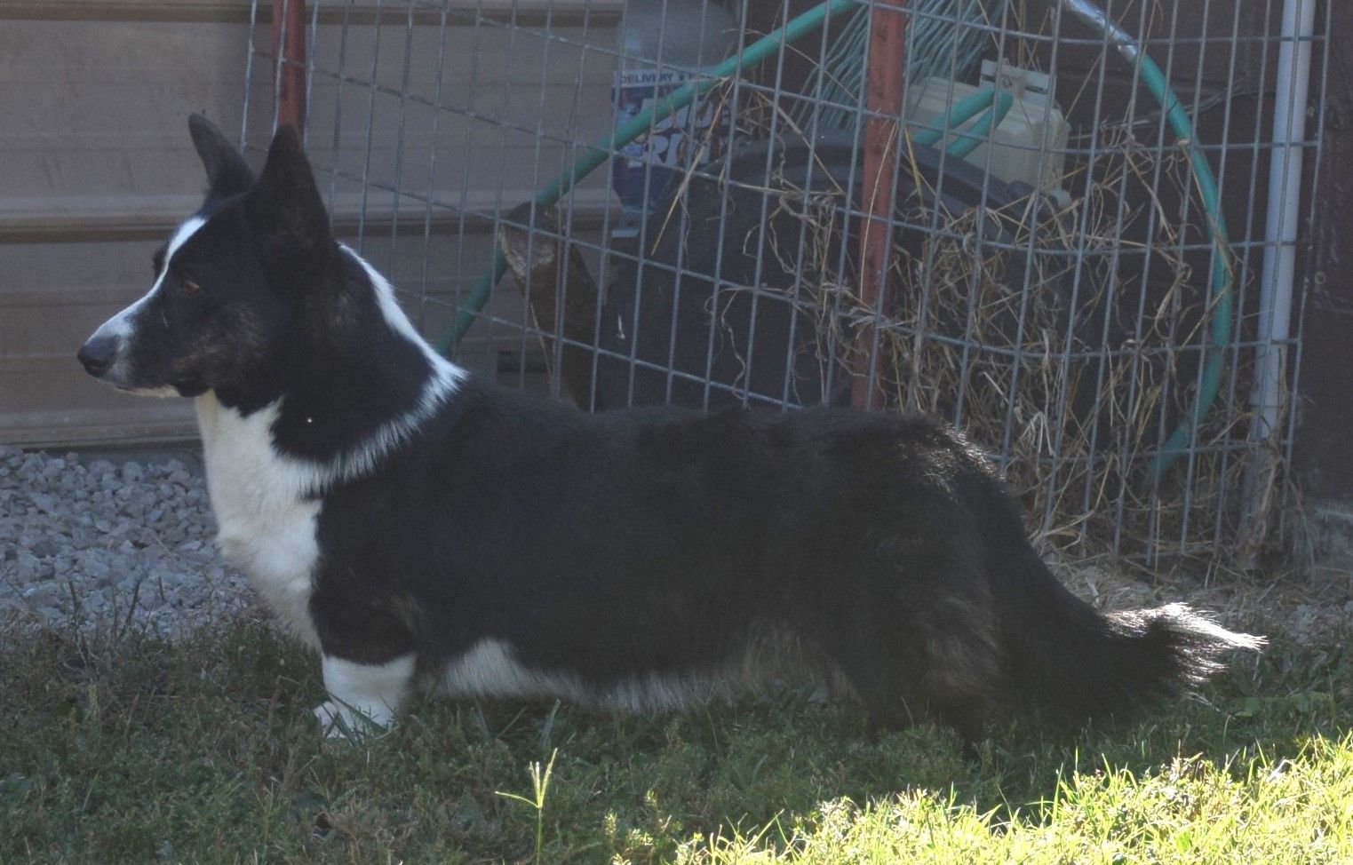 Abby, Cardigan Welsh Corgi dam at F&M Corgis, photo 2