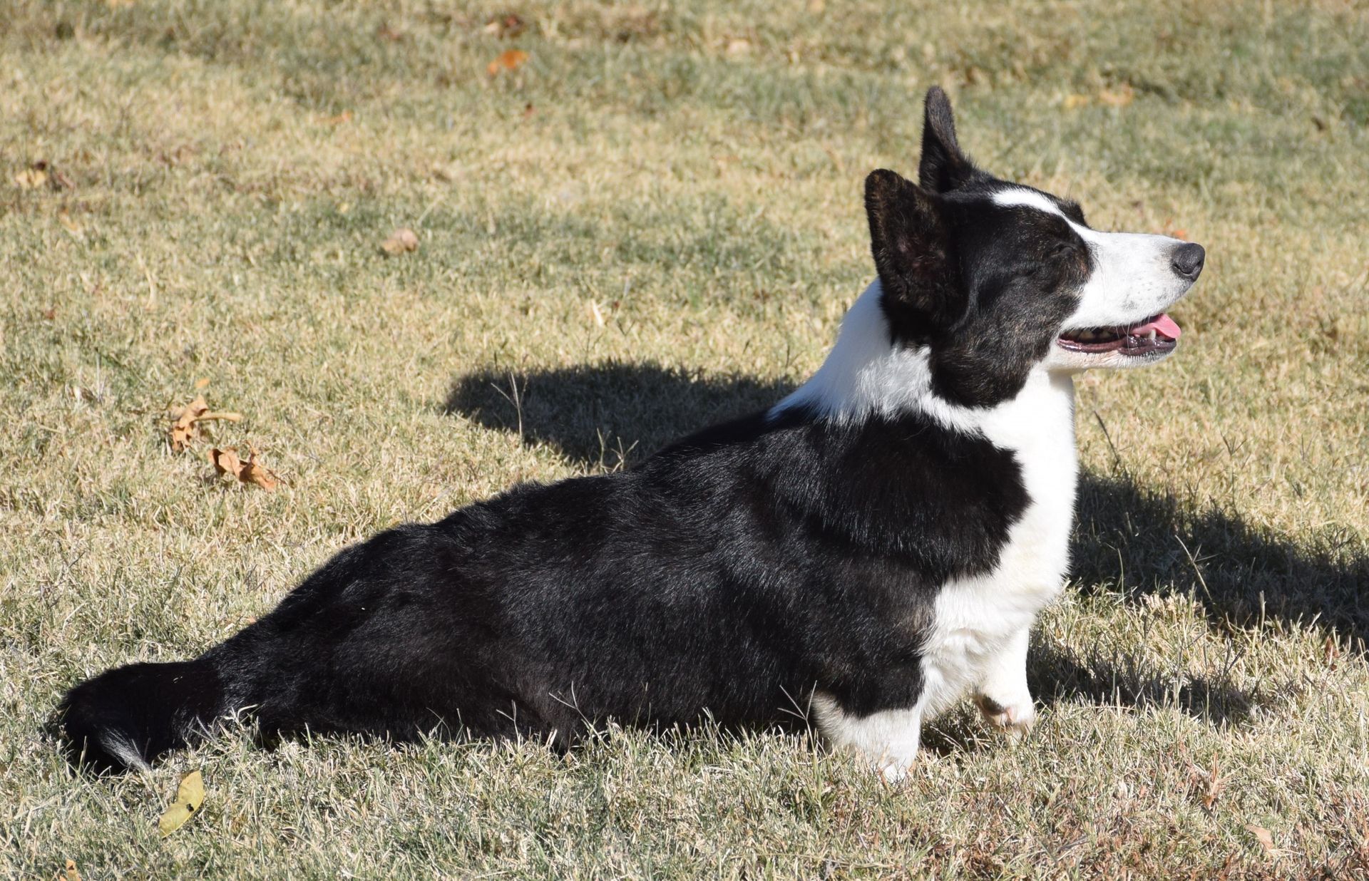 Abby, Cardigan Welsh Corgi dam at F&M Corgis, photo 4