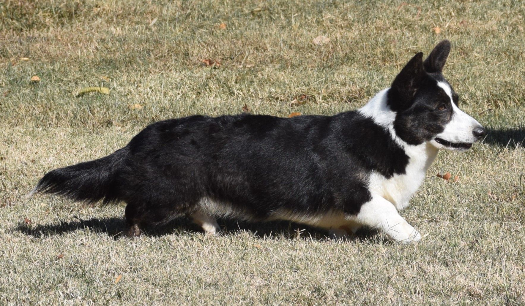 Abby, Cardigan Welsh Corgi dam at F&M Corgis