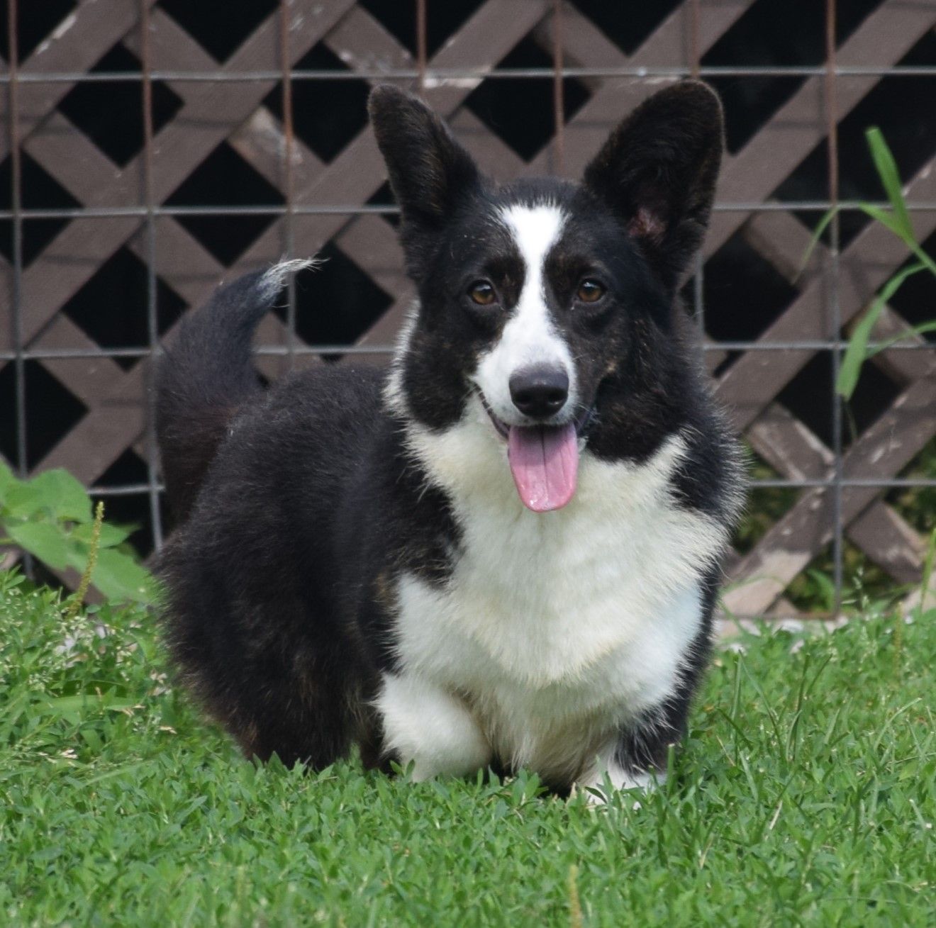 Abby, Cardigan Welsh Corgi dam at F&M Corgis, photo 3