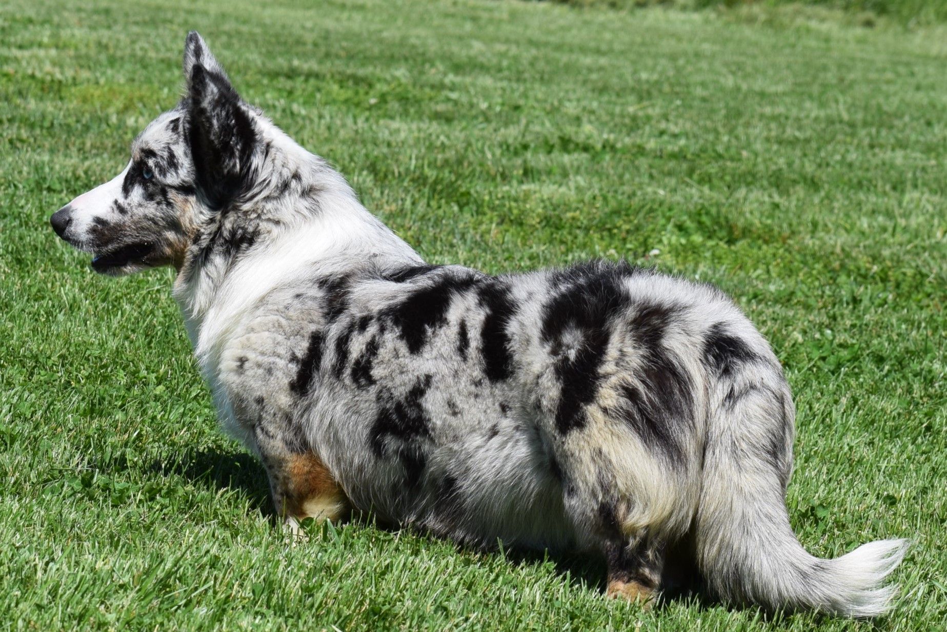Suzy Q, Cardigan Welsh Corgi dam at F&M Corgis, photo 2