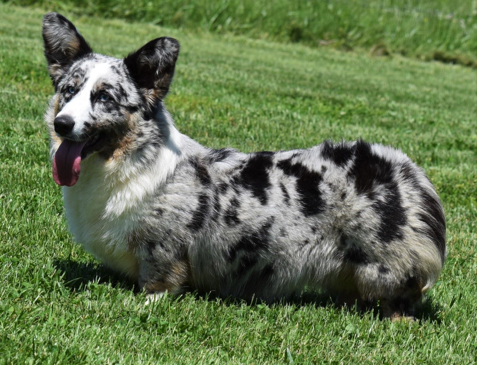 Suzy Q, Cardigan Welsh Corgi dam at F&M Corgis