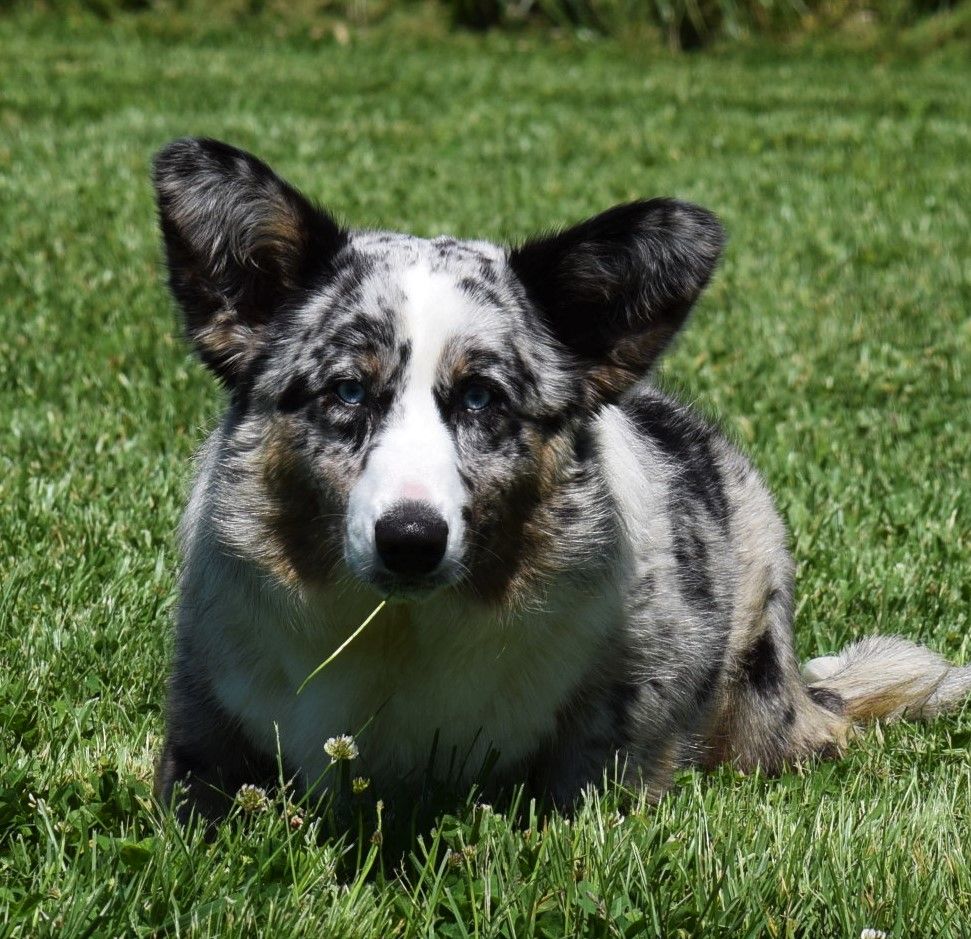 Suzy Q, Cardigan Welsh Corgi dam at F&M Corgis, photo 3