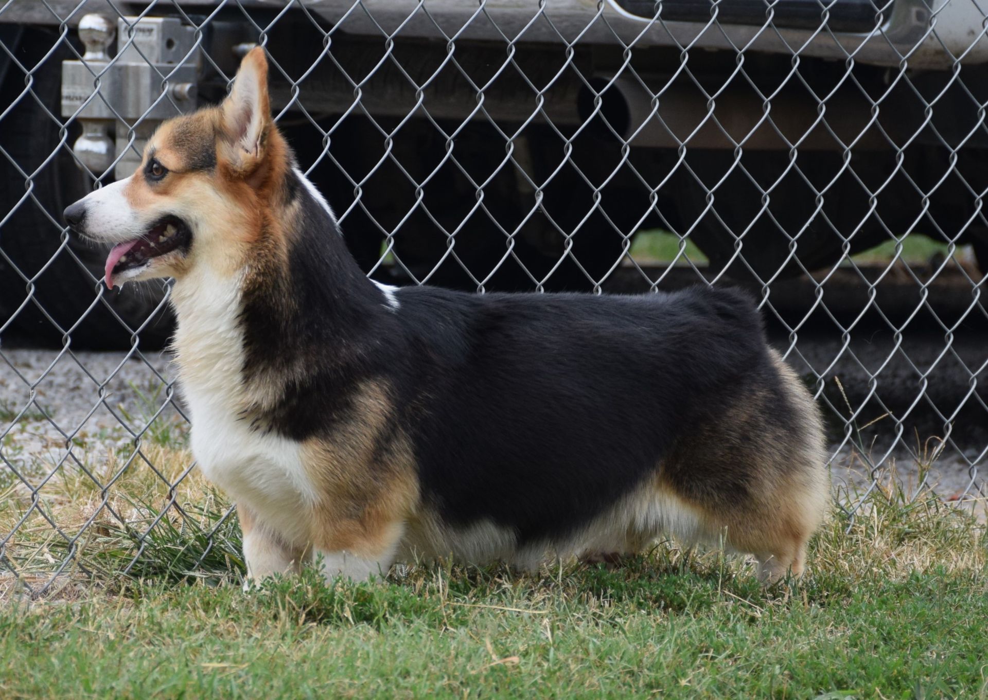 Rain, Pembroke Welsh Corgi dam at F&M Corgis, photo 3