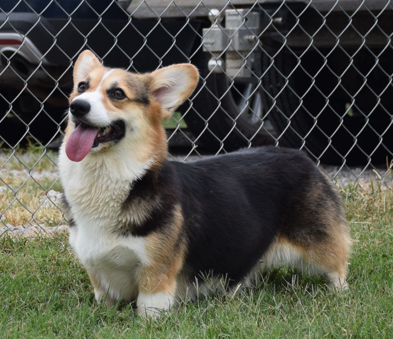 Rain, Pembroke Welsh Corgi dam at F&M Corgis, photo 2