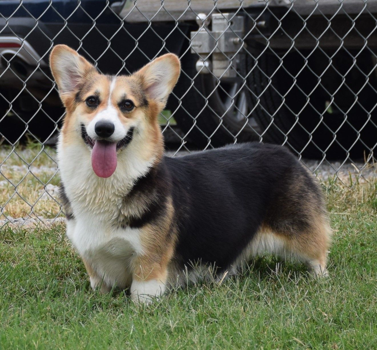 Rain, Pembroke Welsh Corgi dam at F&M Corgis