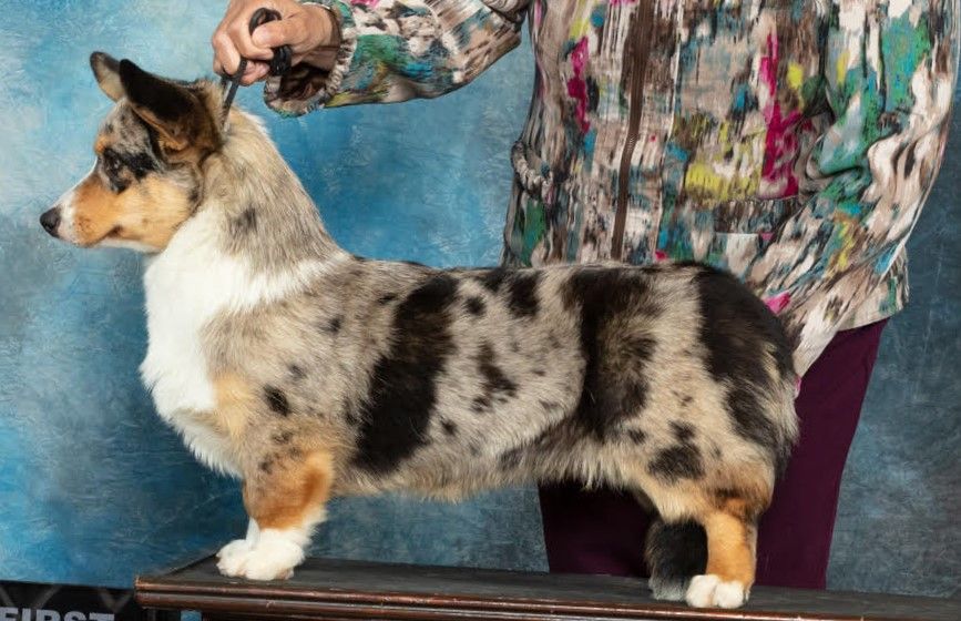 Zoey, Cardigan Welsh Corgi dam at F&M Corgis, photo 2
