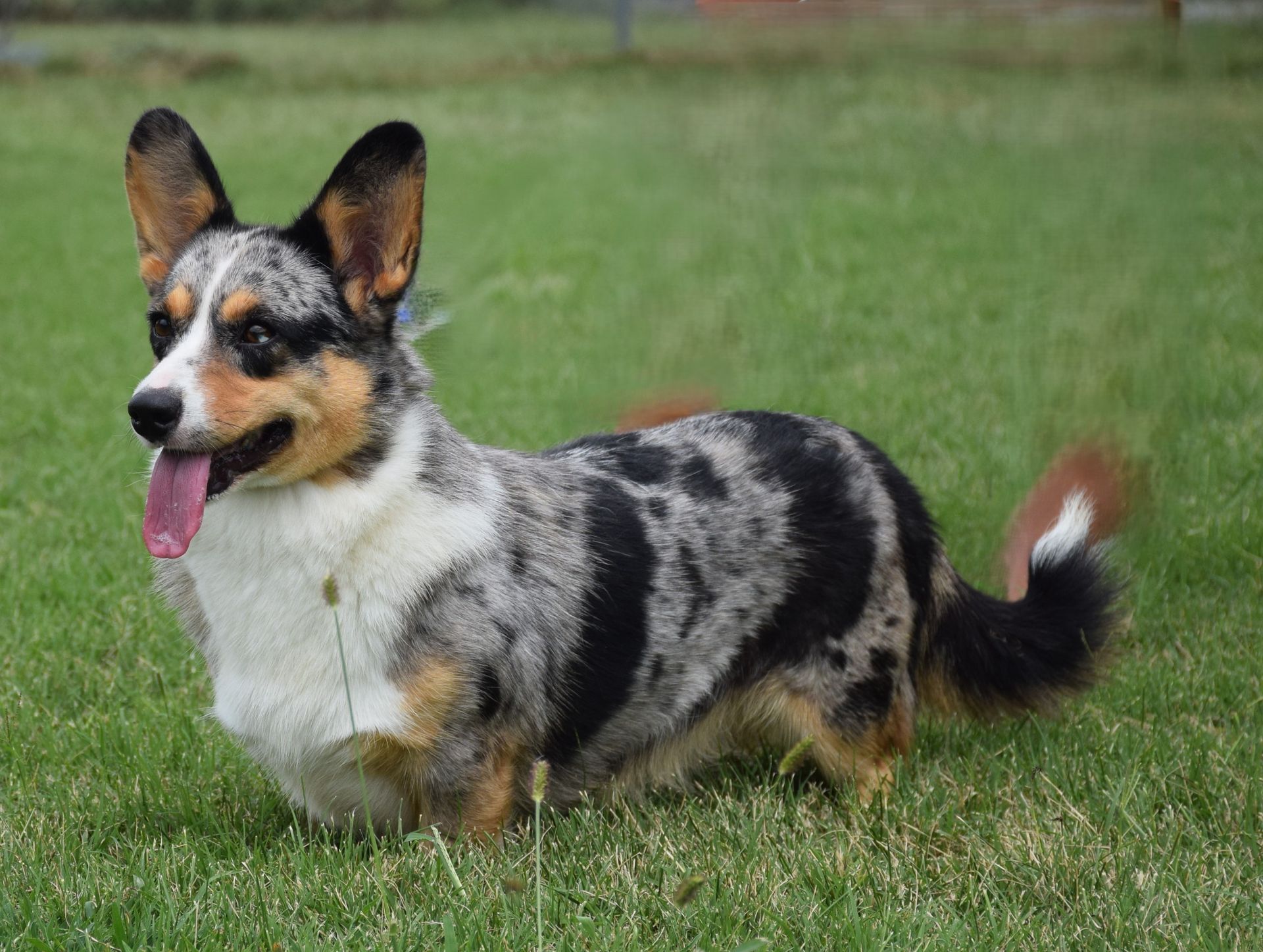 Zoey, Cardigan Welsh Corgi dam at F&M Corgis, photo 7