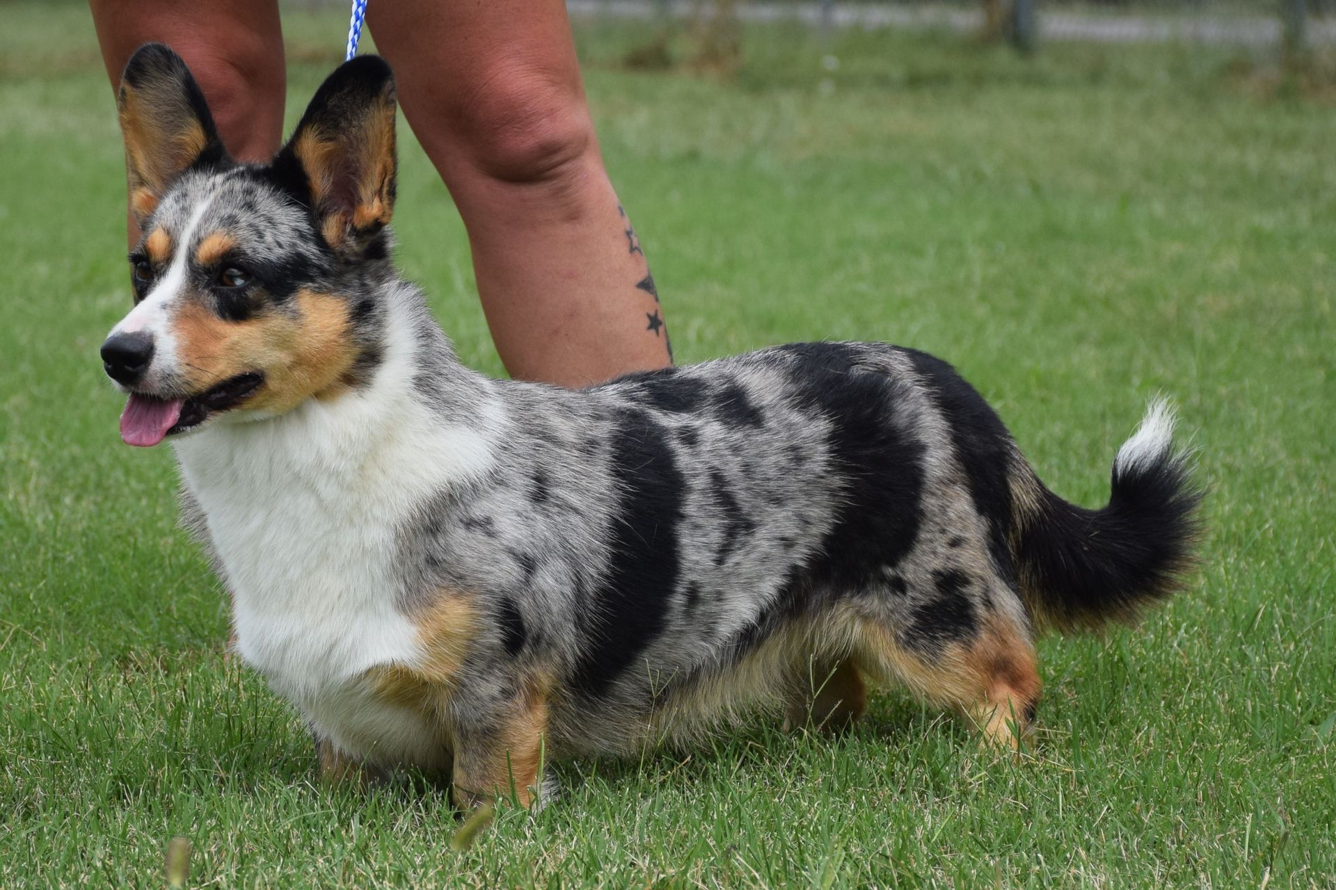 Zoey, Cardigan Welsh Corgi dam at F&M Corgis, photo 5