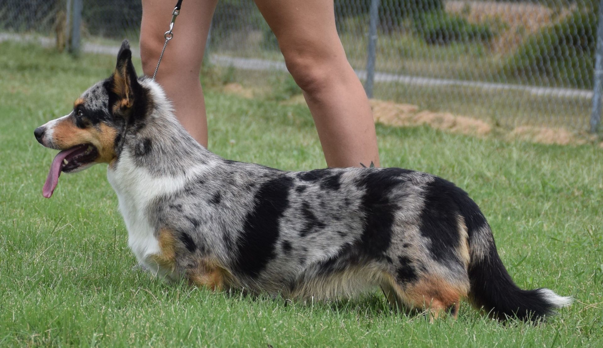 Zoey, Cardigan Welsh Corgi dam at F&M Corgis, photo 6