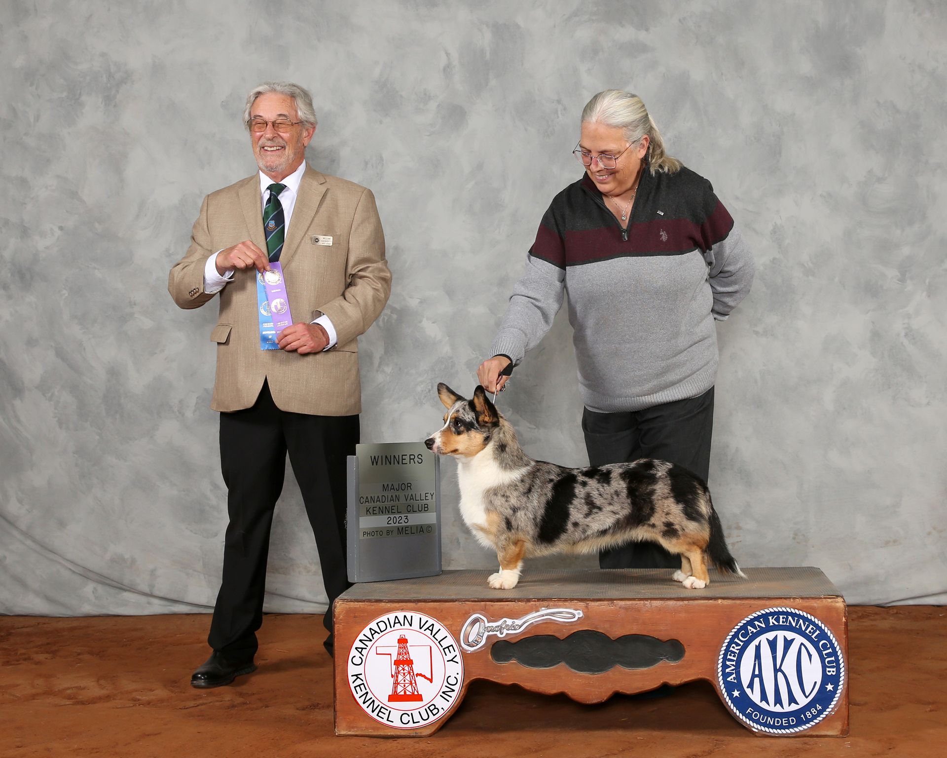 Zoey, Cardigan Welsh Corgi dam at F&M Corgis, photo 4
