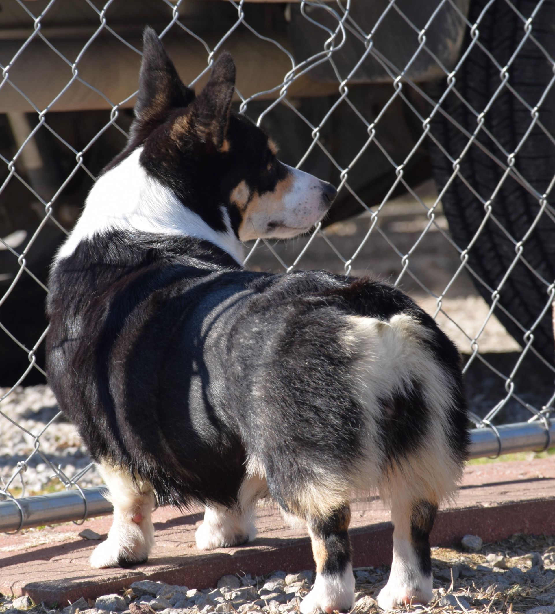 Raven, Pembroke Welsh Corgi dam at F&M Corgis, photo 3