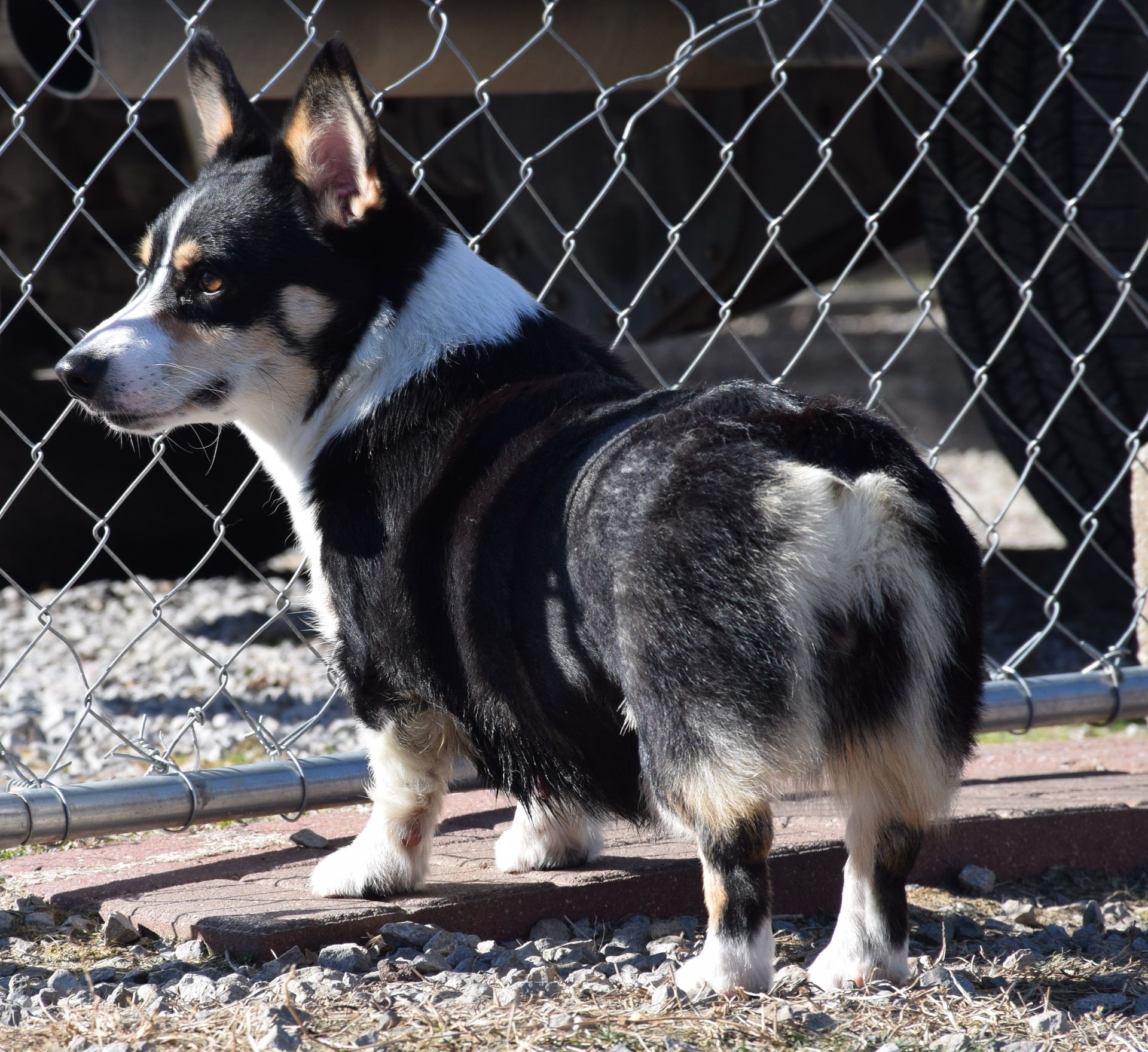 Raven, Pembroke Welsh Corgi dam at F&M Corgis, photo 2
