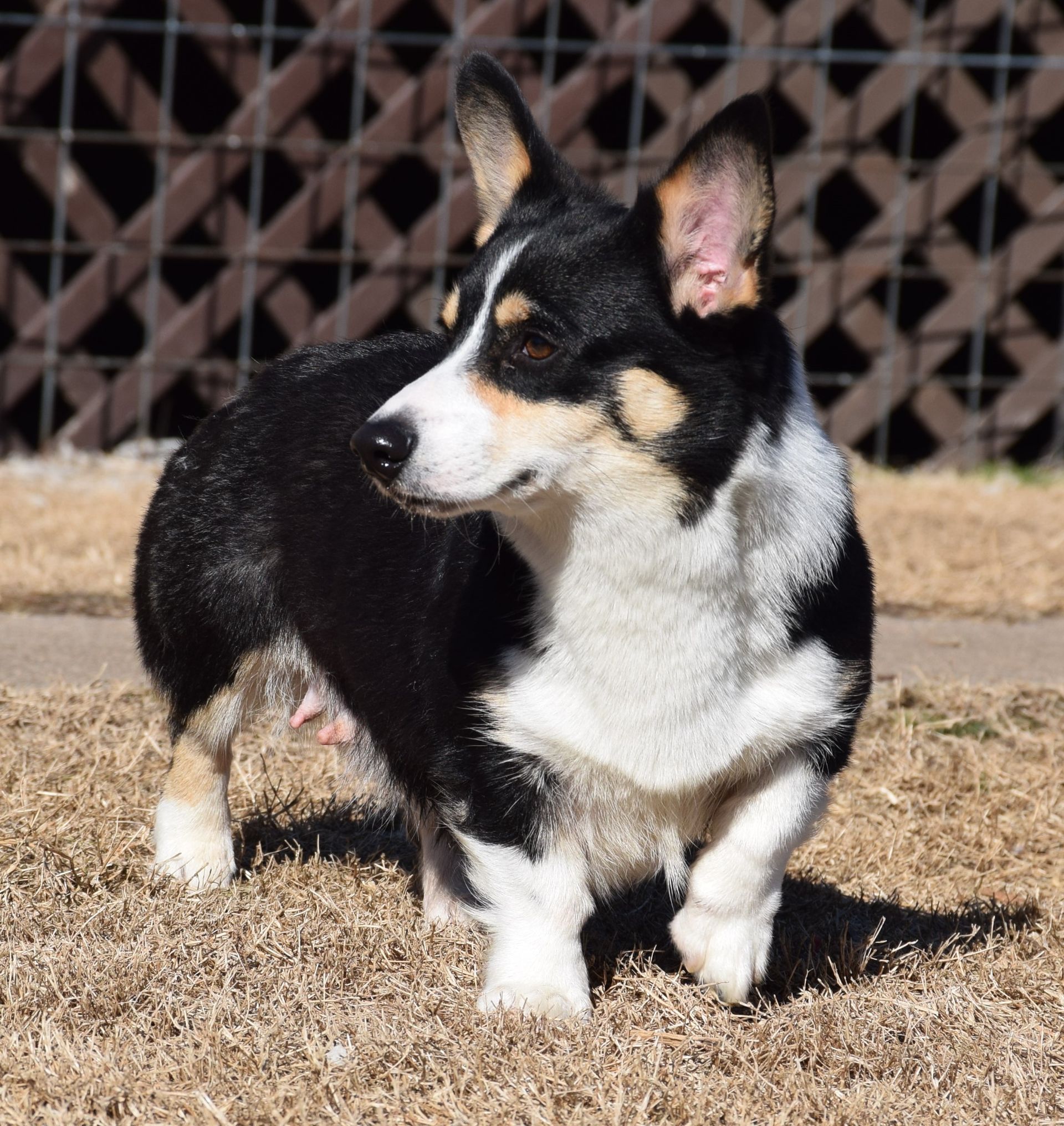 Raven, Pembroke Welsh Corgi dam at F&M Corgis
