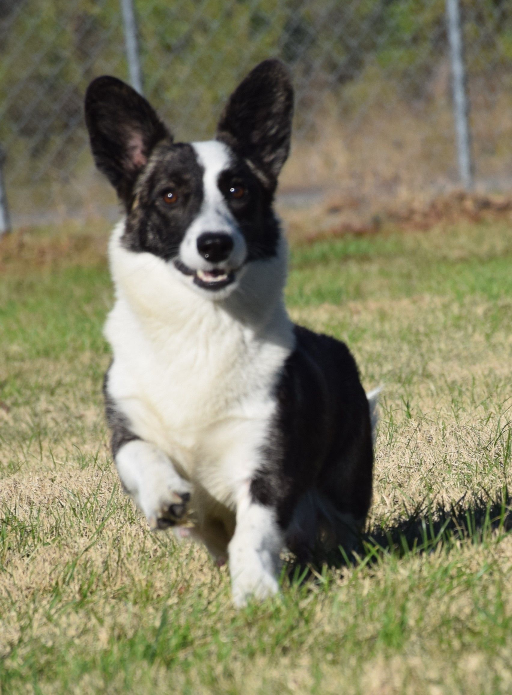 Kendall, Cardigan Welsh Corgi dam at F&M Corgis, photo 3