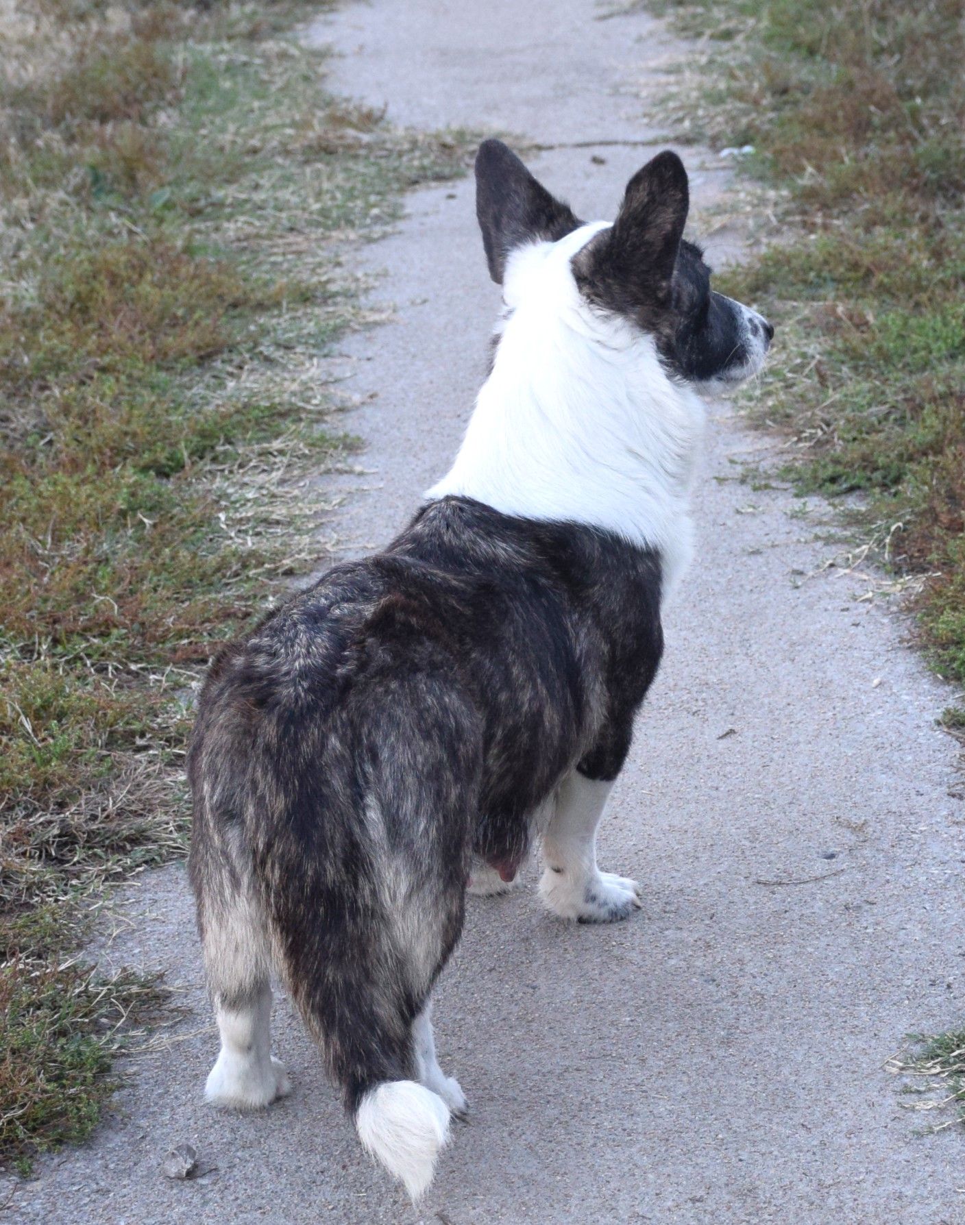 Kendall, Cardigan Welsh Corgi dam at F&M Corgis, photo 2