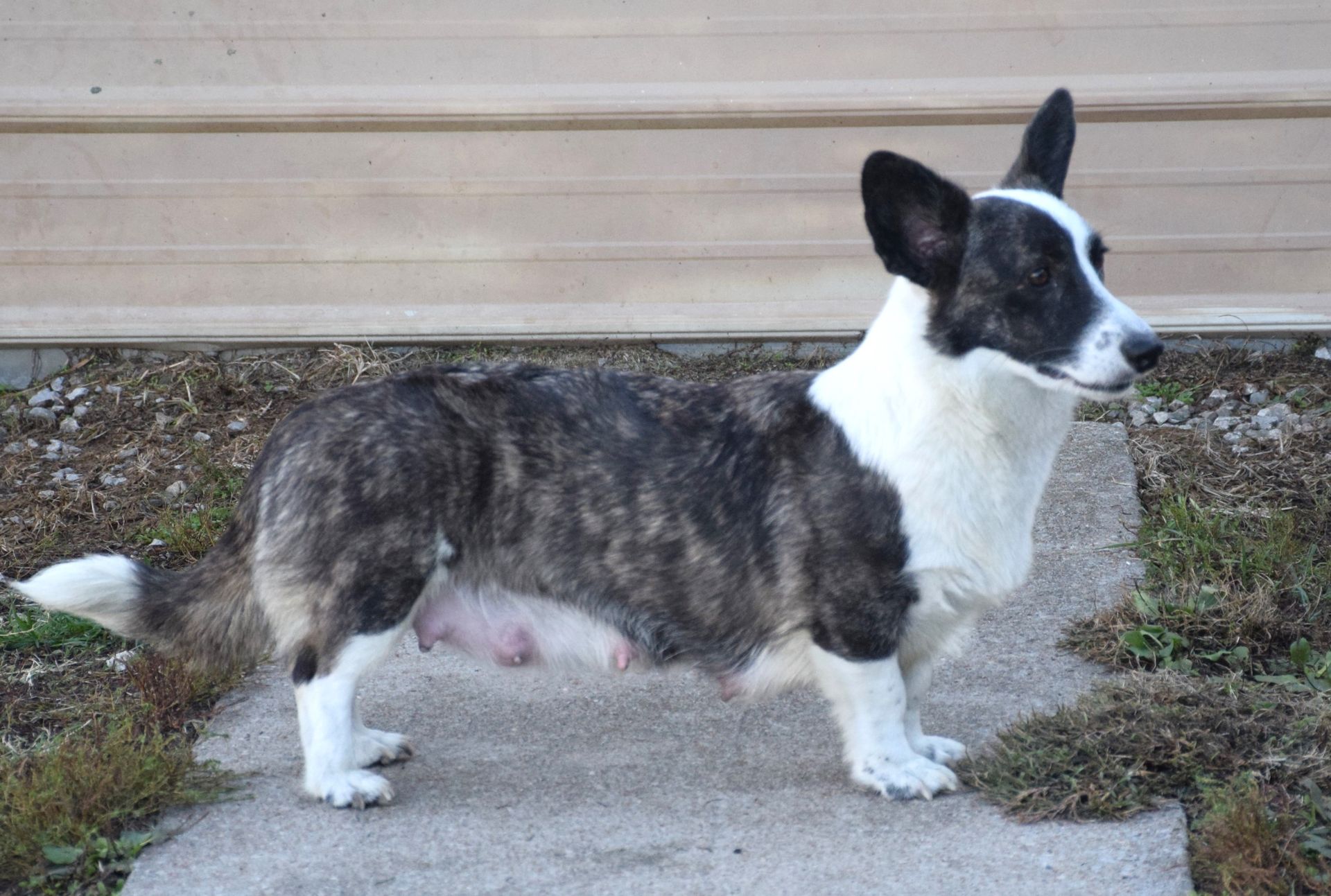 Kendall, Cardigan Welsh Corgi dam at F&M Corgis