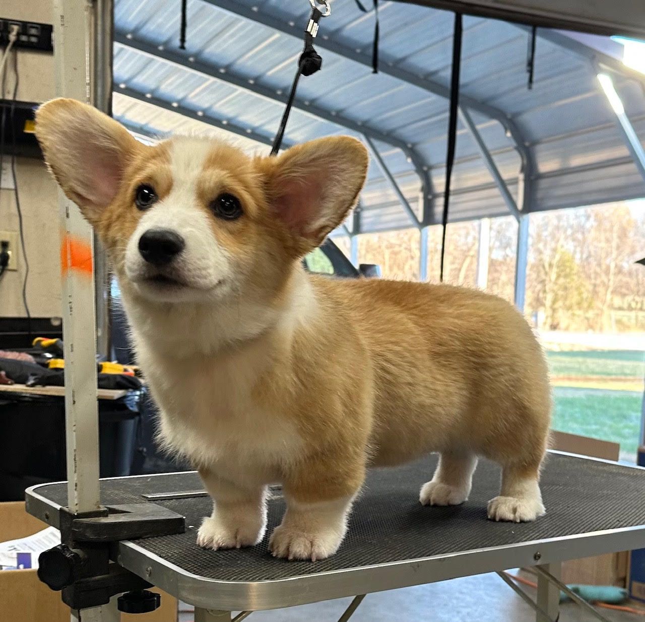 Kenny, Pembroke Welsh Corgi sire at F&M Corgis, photo 7