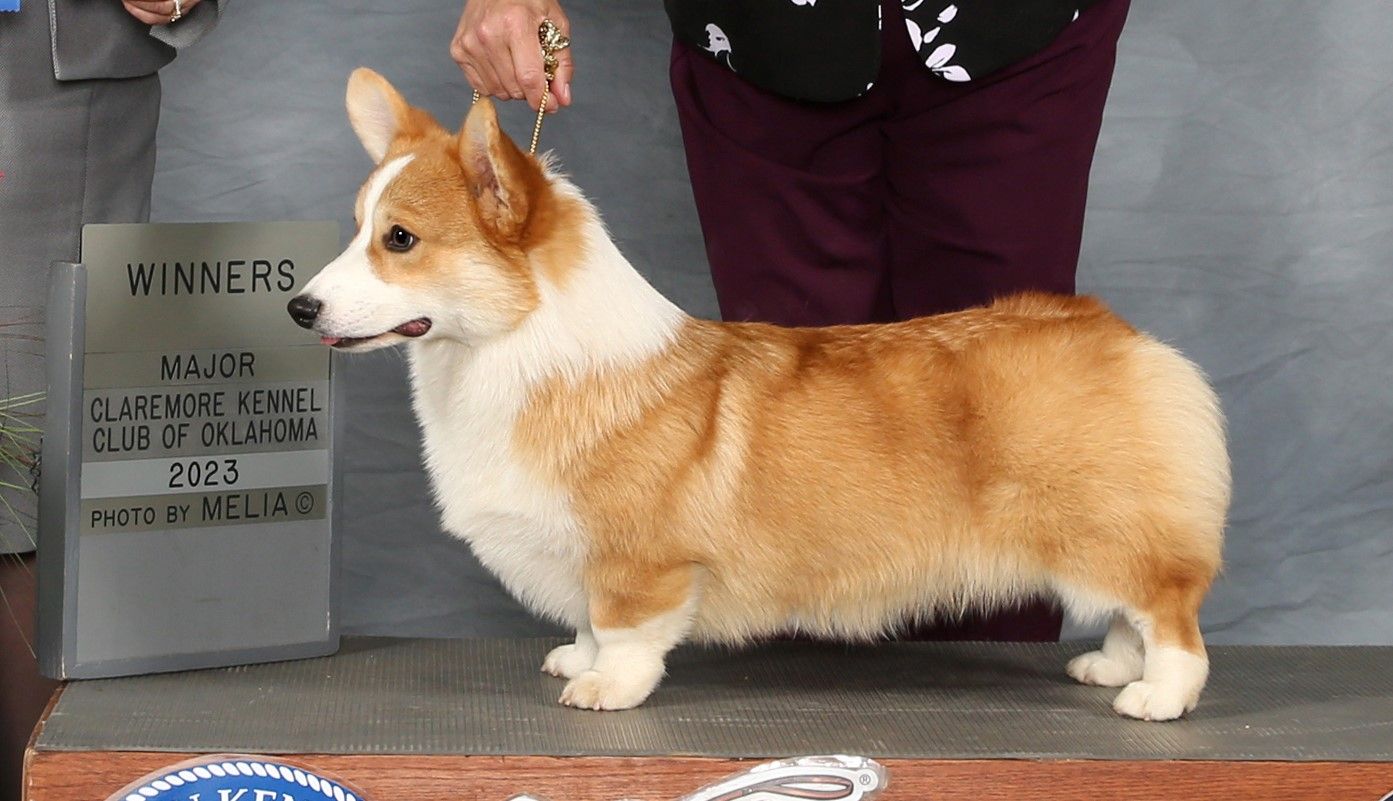 Kenny, Pembroke Welsh Corgi sire at F&M Corgis